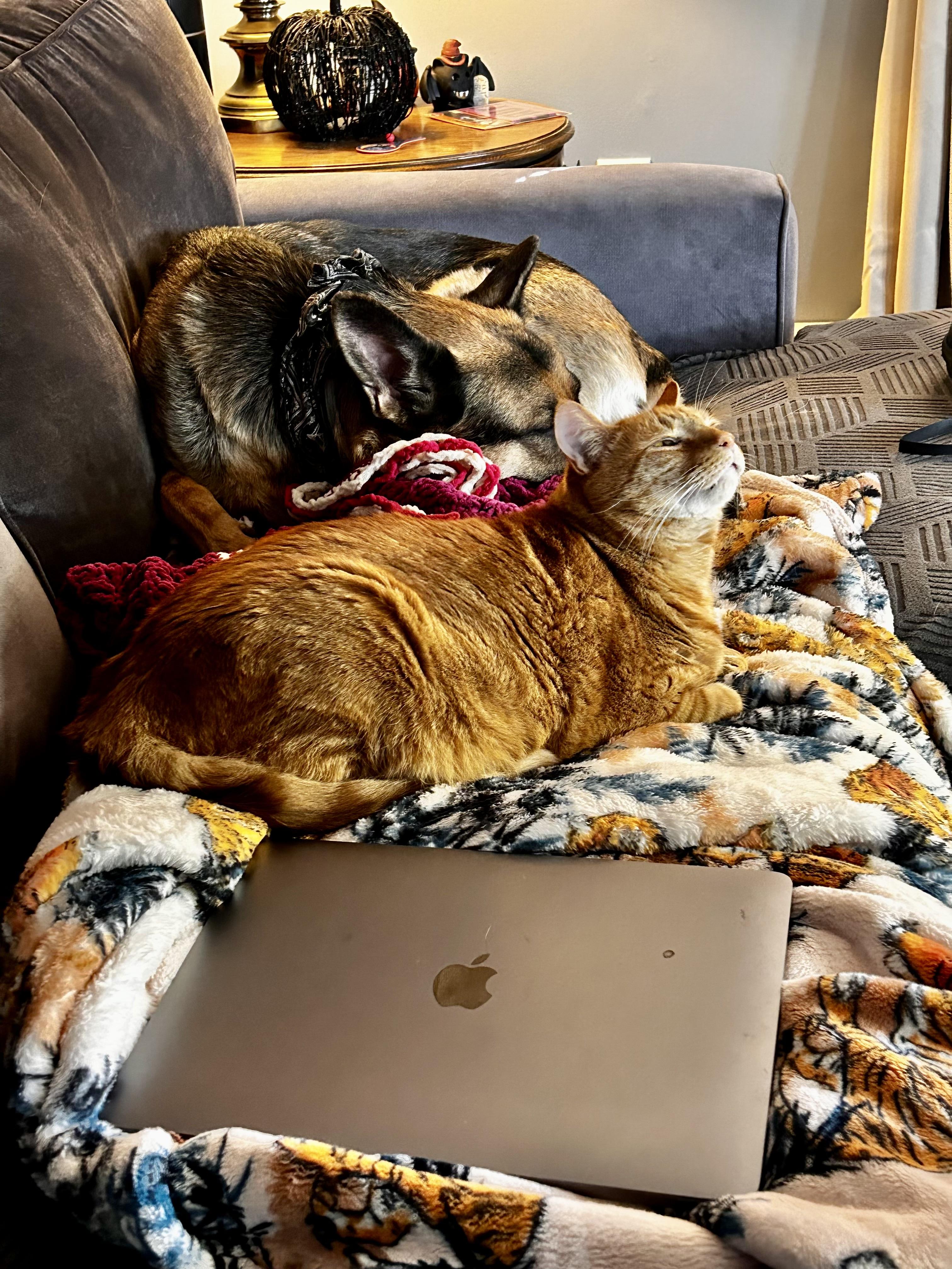 Lila, a Adoptable German Shepherd Dog in Media, PA image 3/3