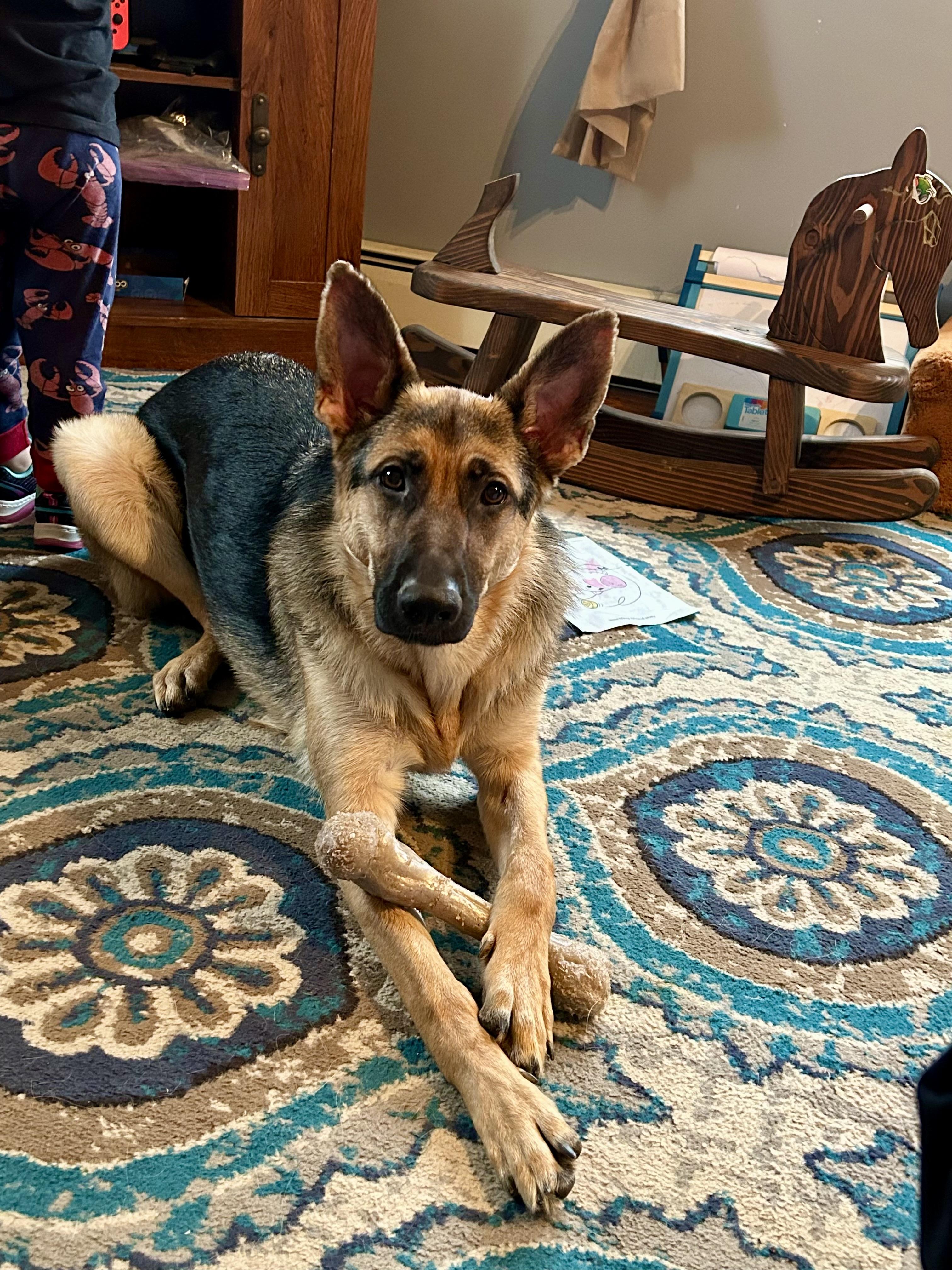 Lila, a Adoptable German Shepherd Dog in Media, PA image 2/3