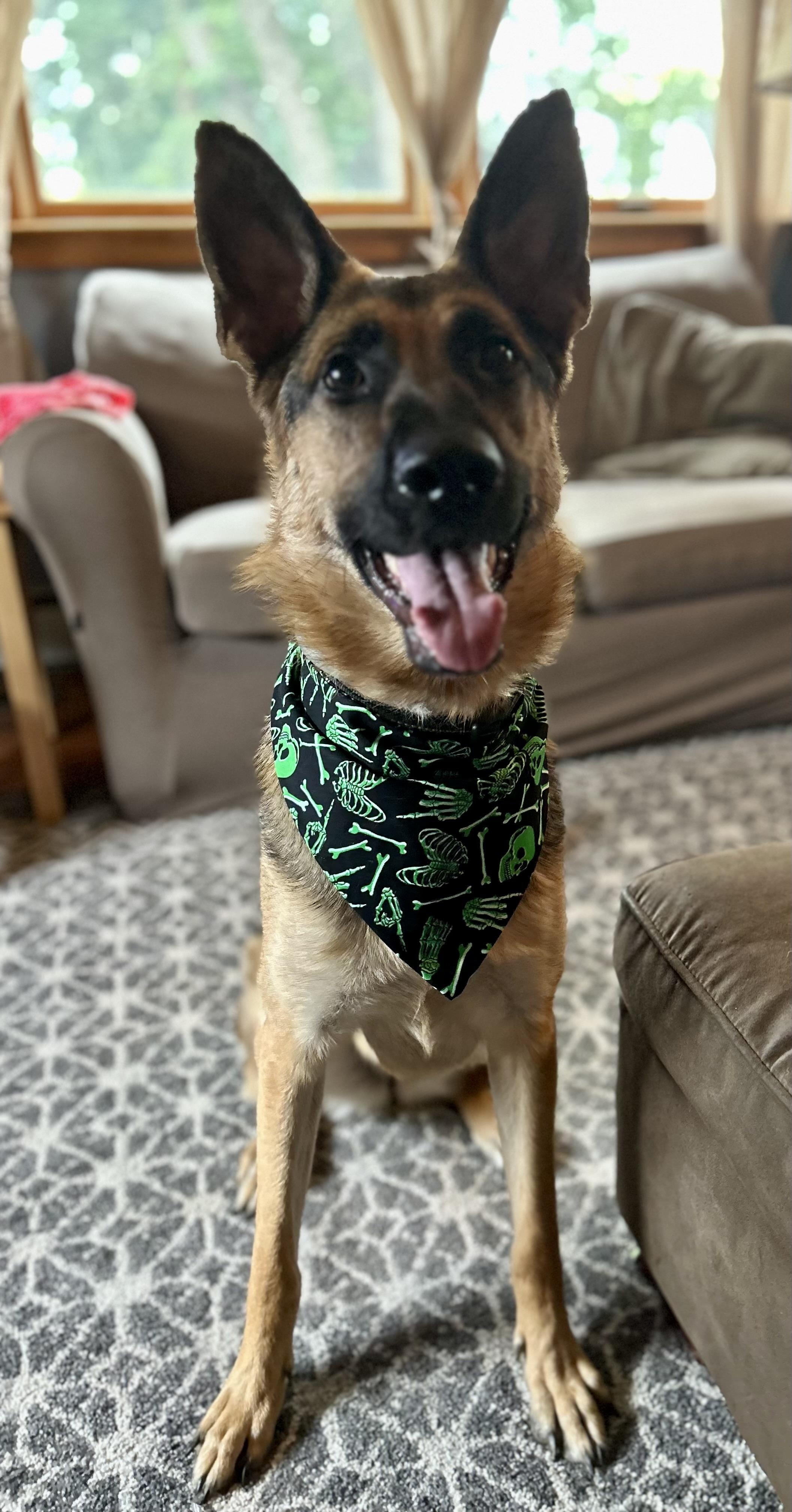 Lila, a Adoptable German Shepherd Dog in Media, PA image 1/3