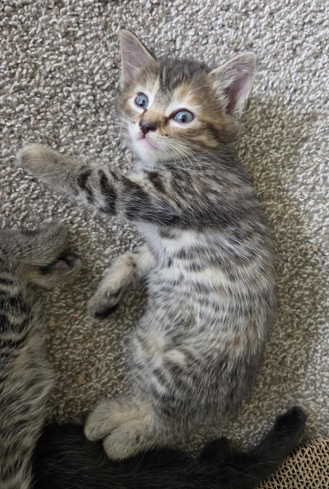 Enlarge Chanterelle, a Adoptable mixed breed in Plain City, OH image 3/3