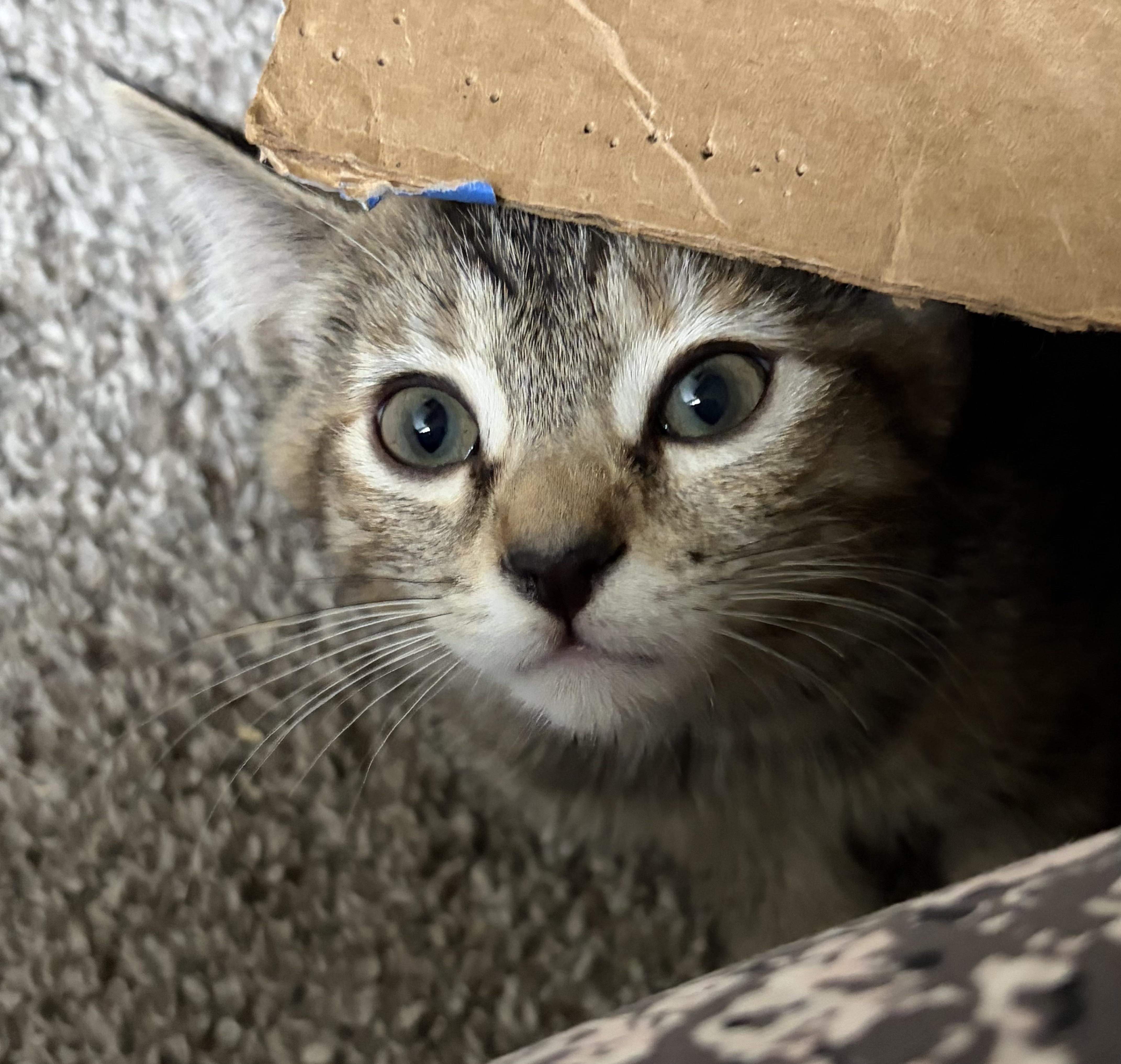 Chanterelle, Adoptable, Kitten Female Tabby & Domestic Short Hair.