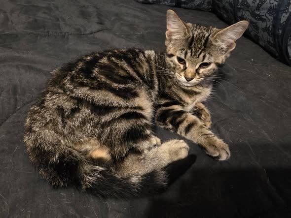 Enlarge Abby, a Adoptable Domestic Short Hair in Spencerville, ON image 2/5