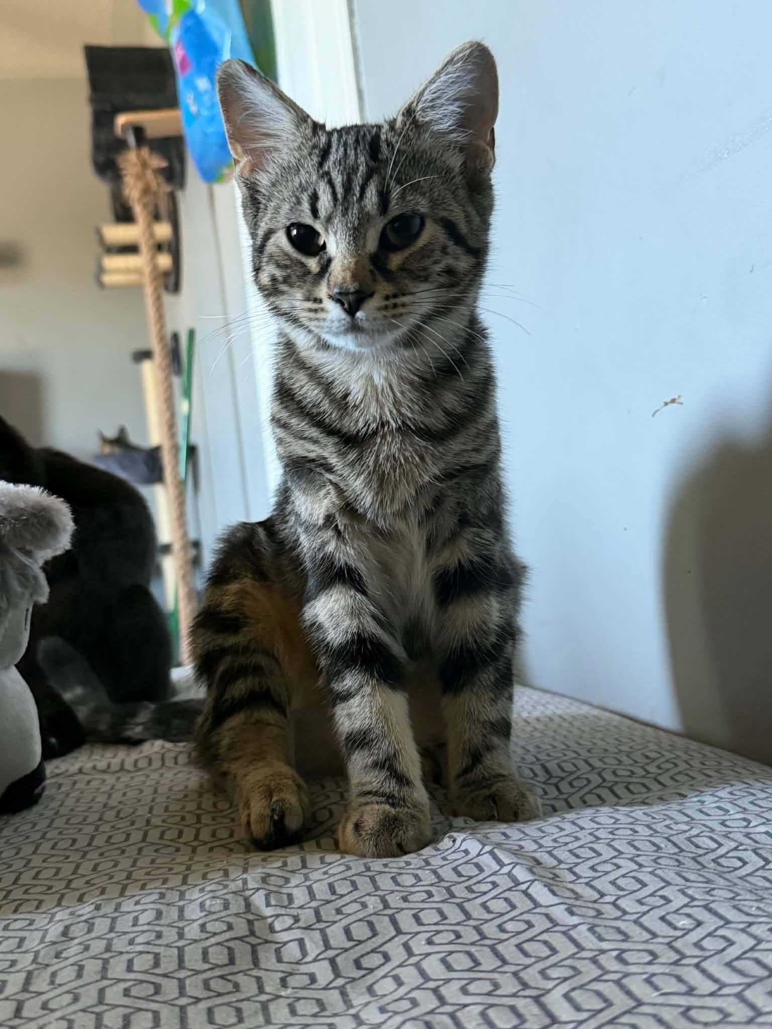 Abby, Adoptable, Kitten Female Domestic Short Hair.