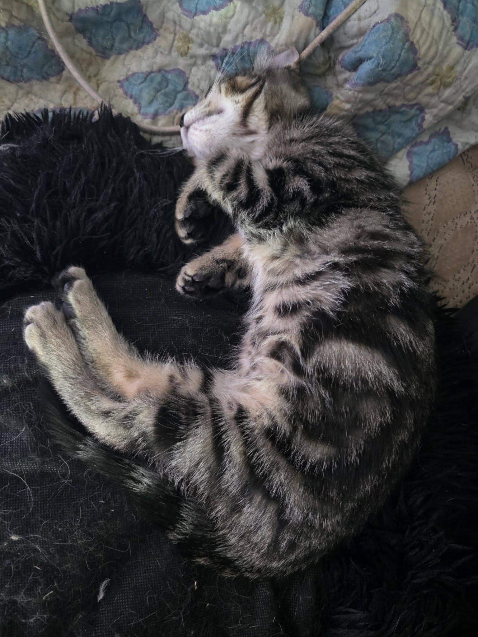 Enlarge Abby, a Adoptable Domestic Short Hair in Spencerville, ON image 5/5