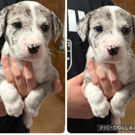 Travis, a Adoptable mixed breed in New Lenox, IL image 2/2