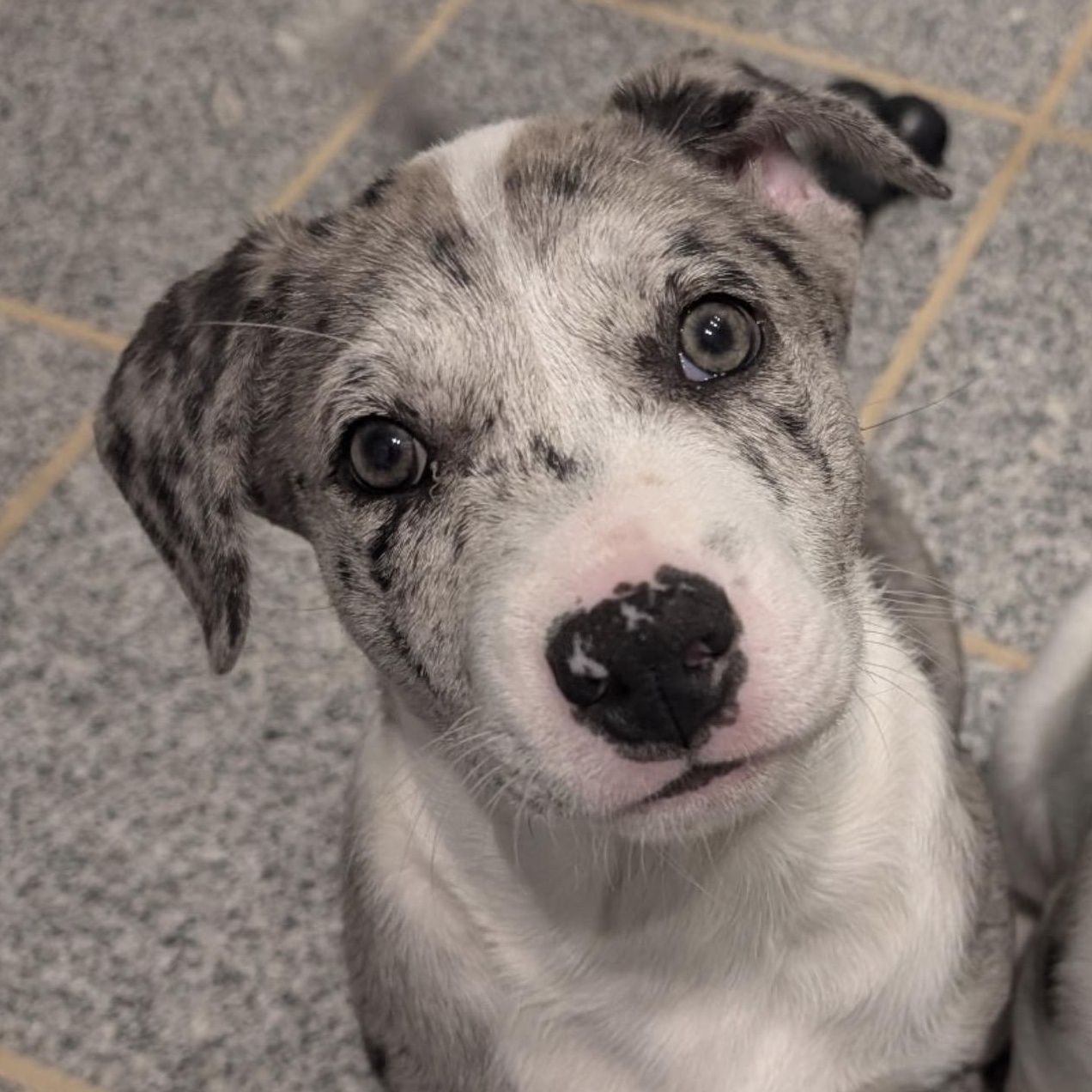 Travis, Adoptable, Young Male Catahoula Leopard Dog.