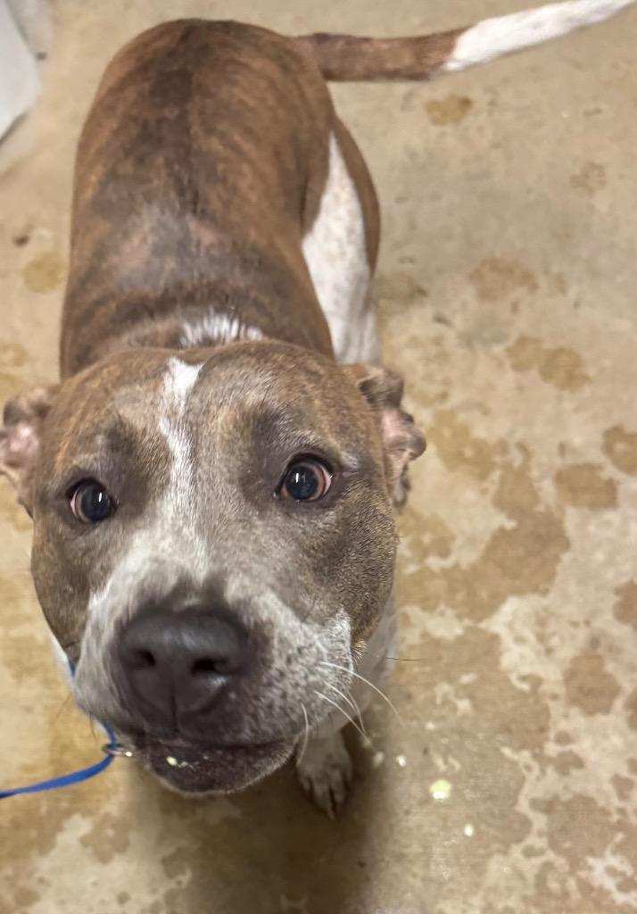 Enlarge Beeyah, a Adopted mixed breed in Shelbyville, TN image 1/1