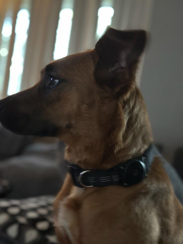 Sybil, a ADOPTABLE mixed breed in Oswego, IL image 4/4
