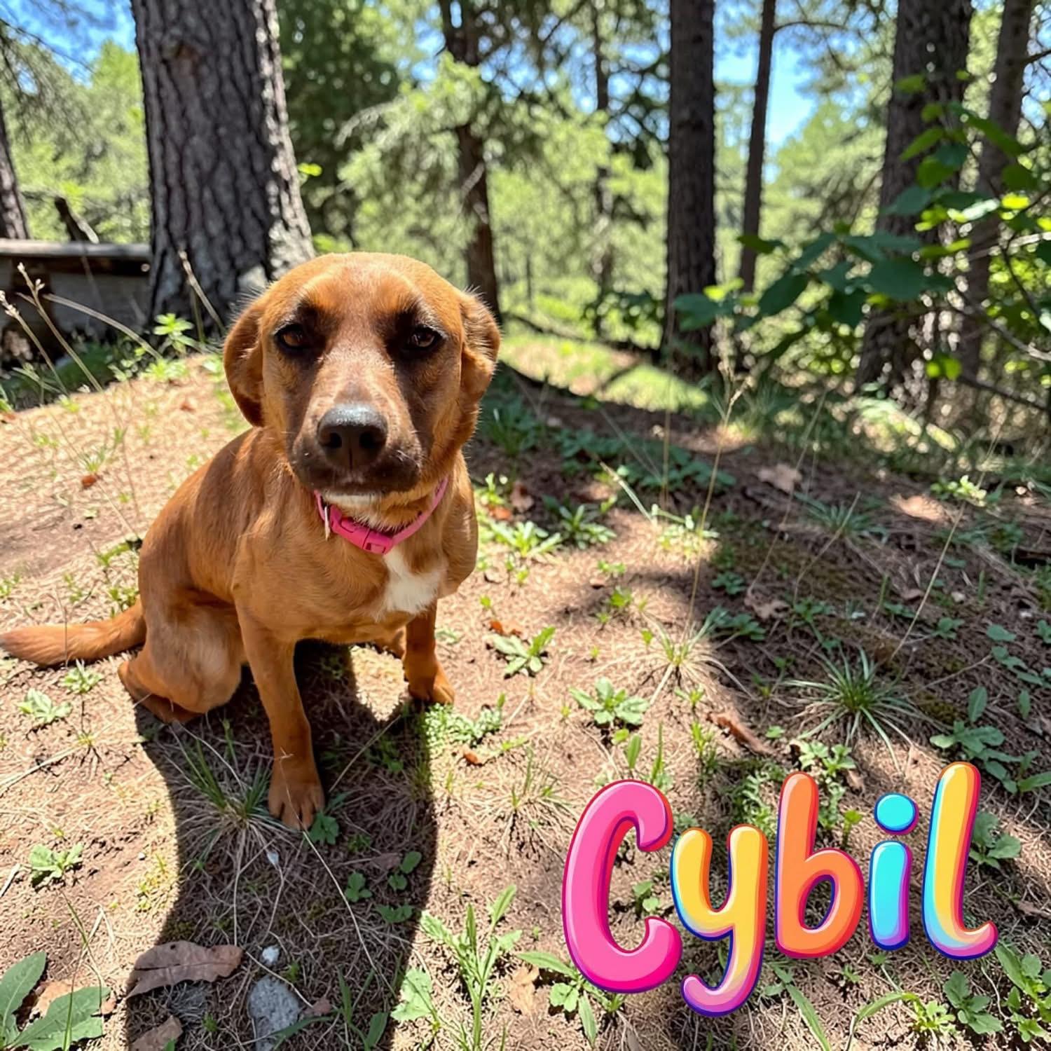 Sybil, a ADOPTABLE mixed breed in Oswego, IL image 1/5