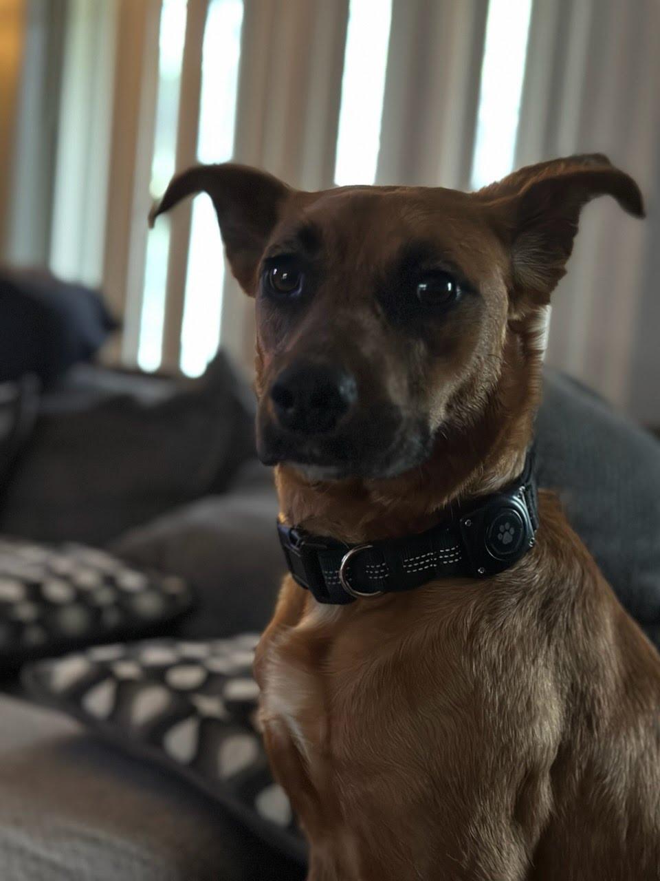 Sybil, a ADOPTABLE mixed breed in Oswego, IL image 2/4