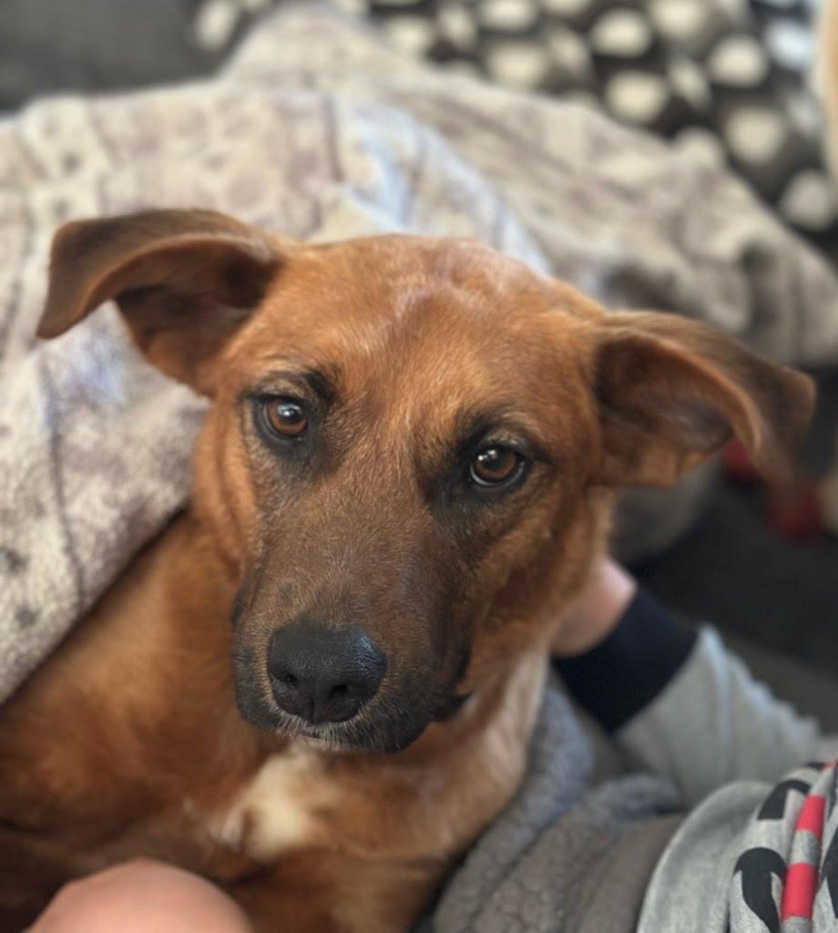 Sybil, ADOPTABLE, Young Female Retriever.