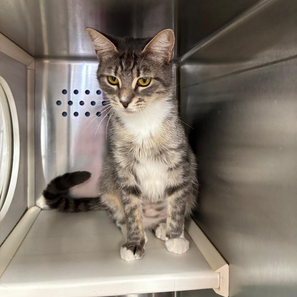 Imani, a Adoptable Domestic Short Hair in Roxboro, NC image 1/6
