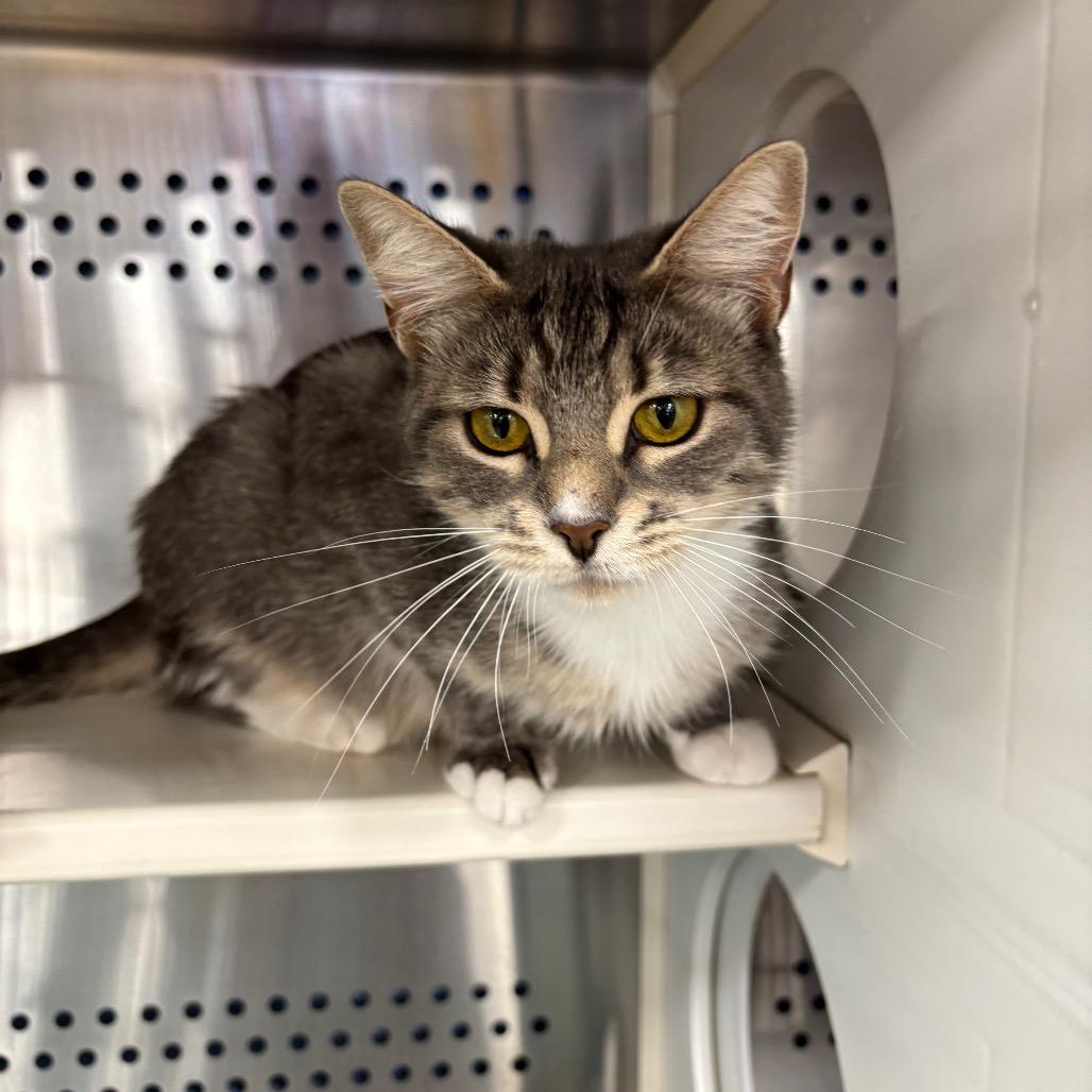 Imani, a Adoptable Domestic Short Hair in Roxboro, NC image 2/6