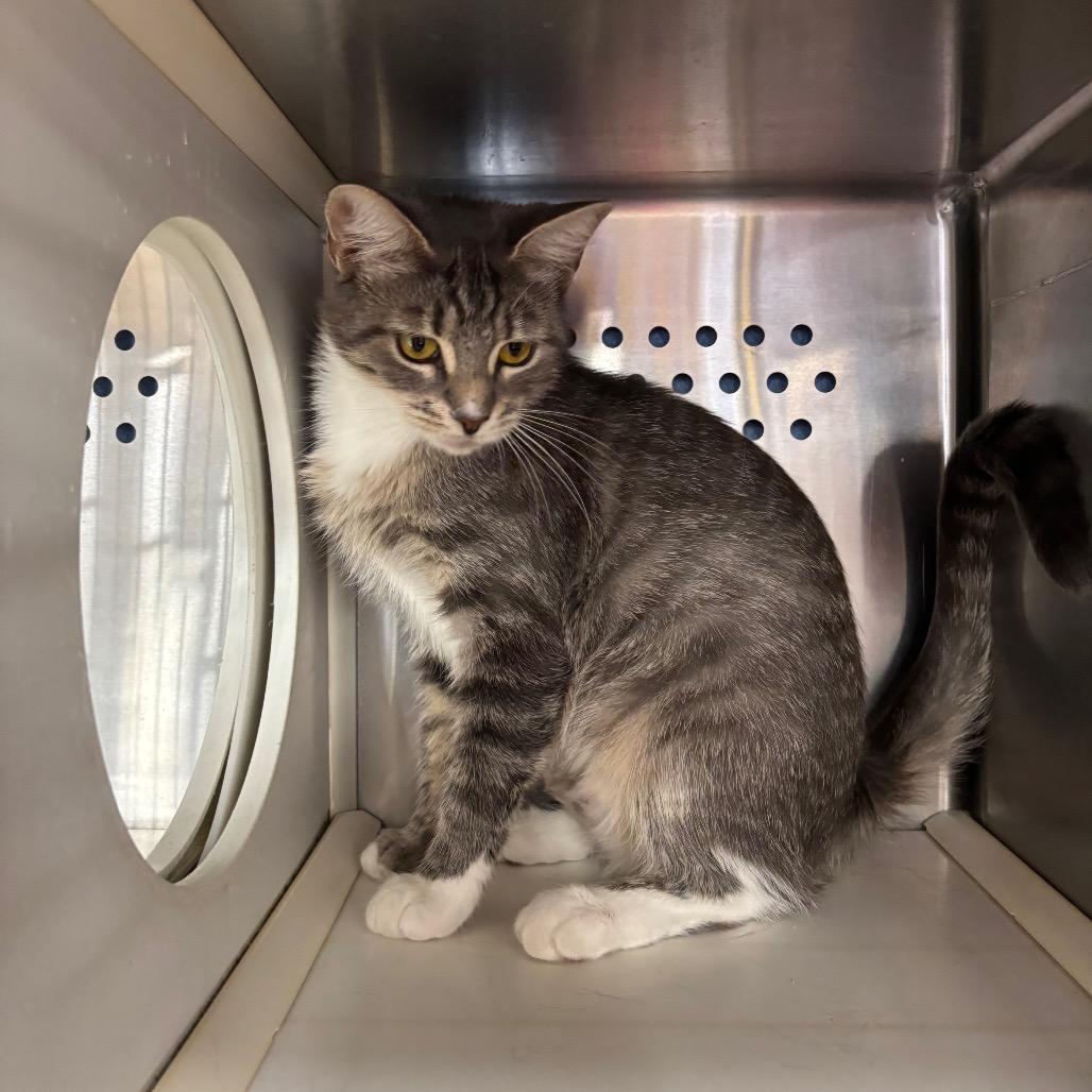 Imani, a Adoptable Domestic Short Hair in Roxboro, NC image 3/6