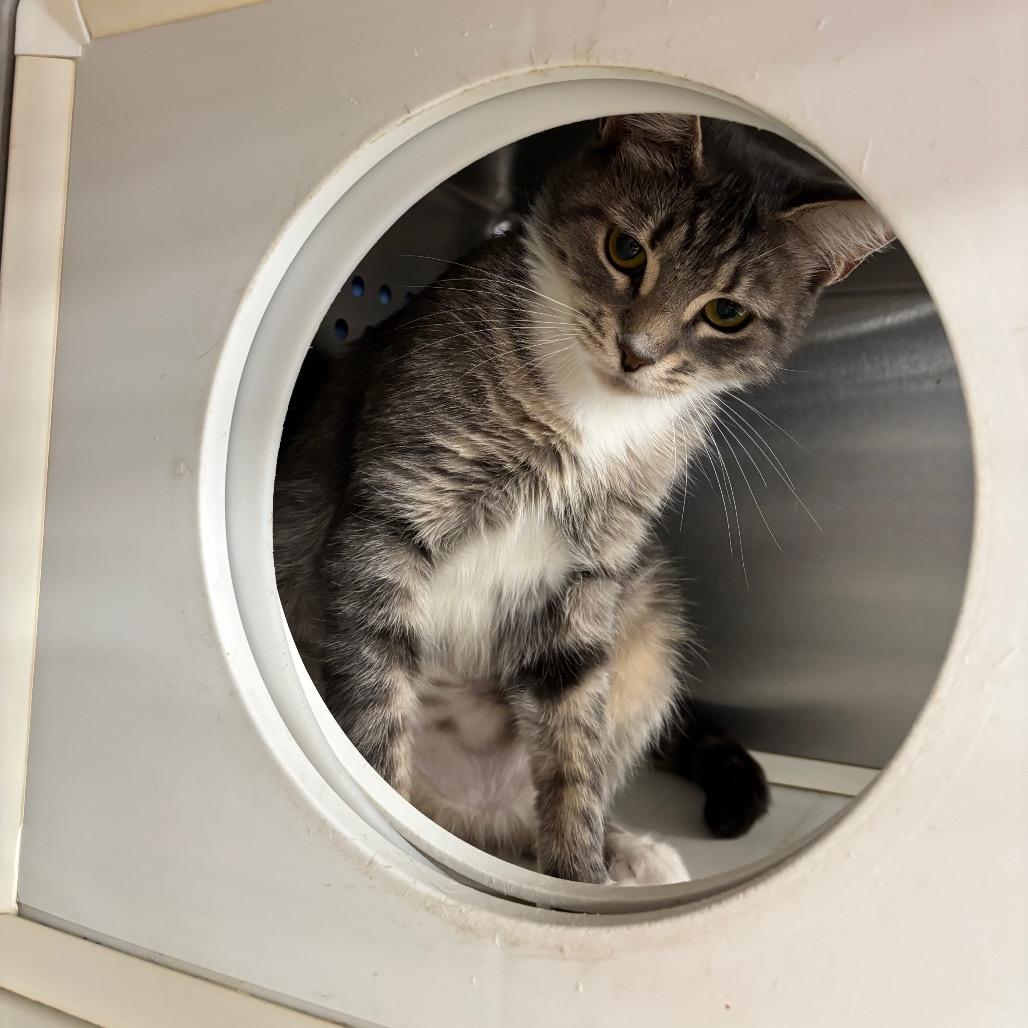 Imani, a Adoptable Domestic Short Hair in Roxboro, NC image 4/6