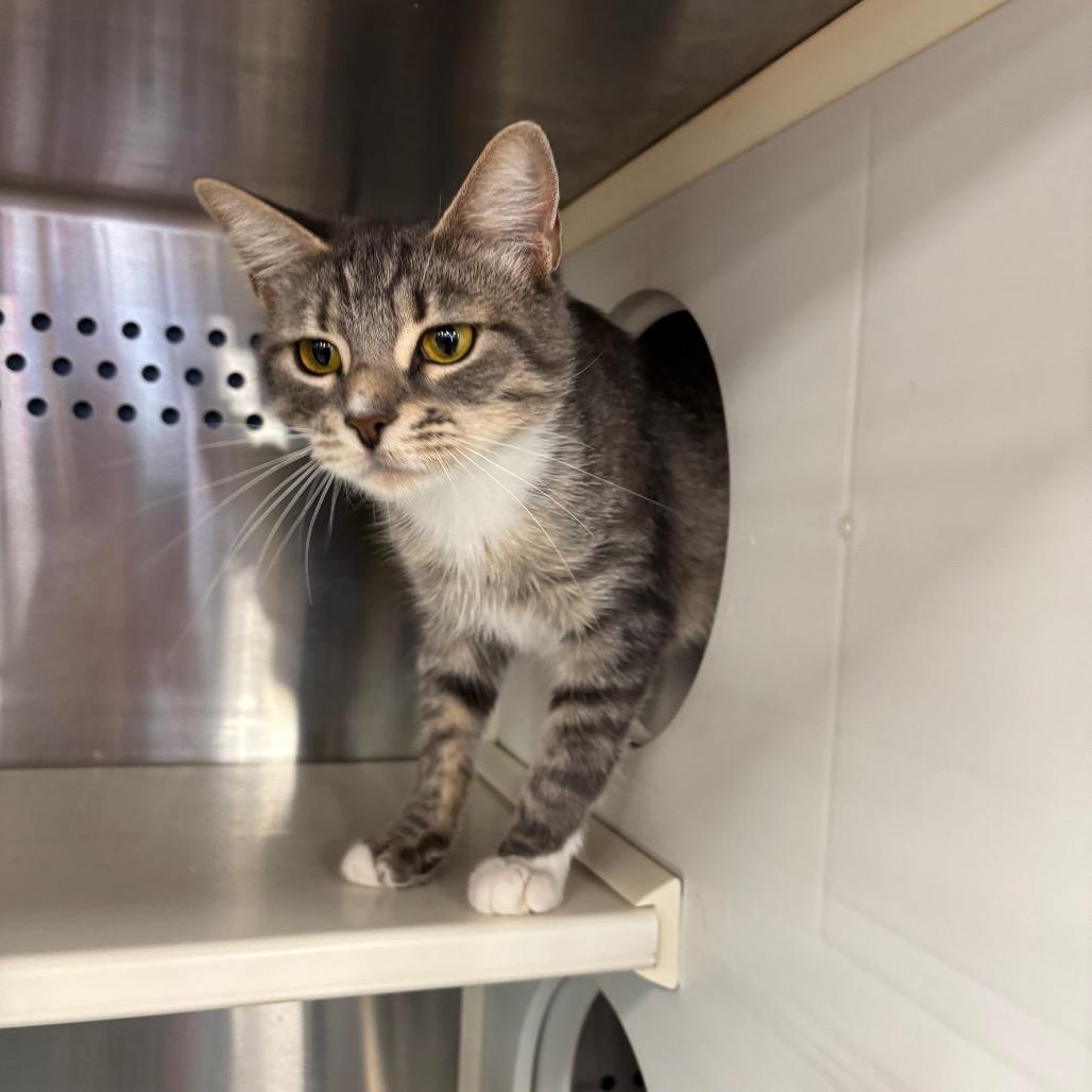 Imani, a Adoptable Domestic Short Hair in Roxboro, NC image 5/6
