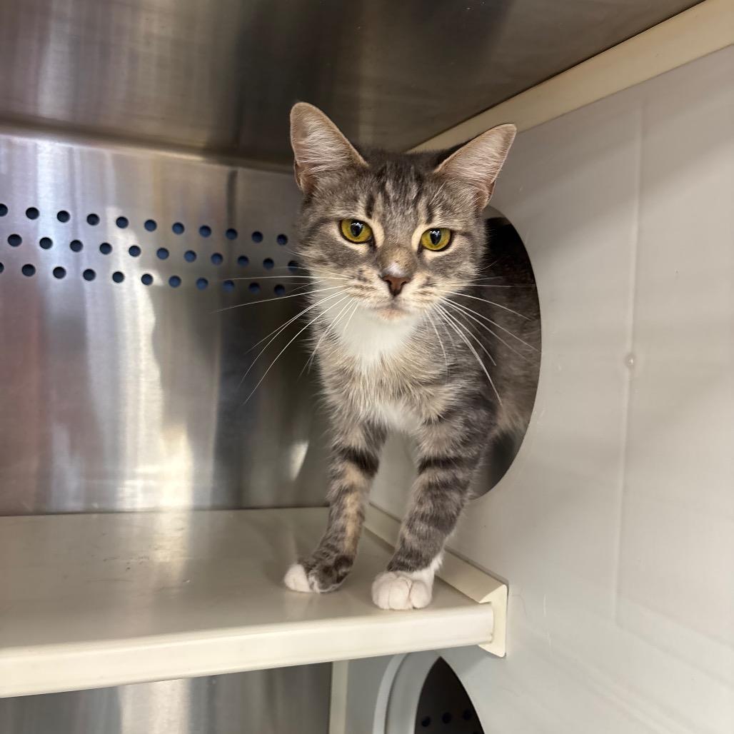 Imani, a Adoptable Domestic Short Hair in Roxboro, NC image 6/6
