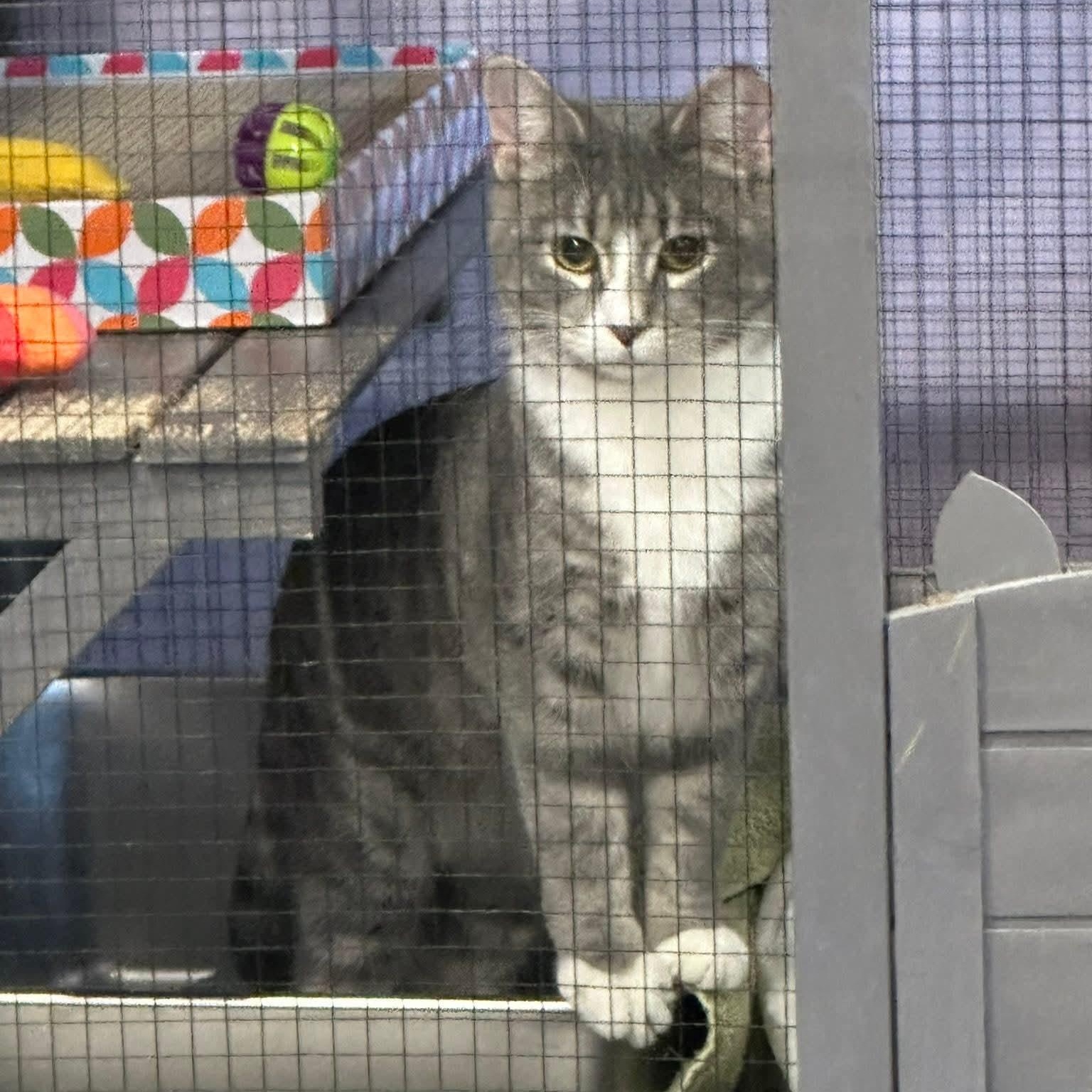 Mays and Dozy, a ADOPTABLE mixed breed in South Park, PA image 5/5