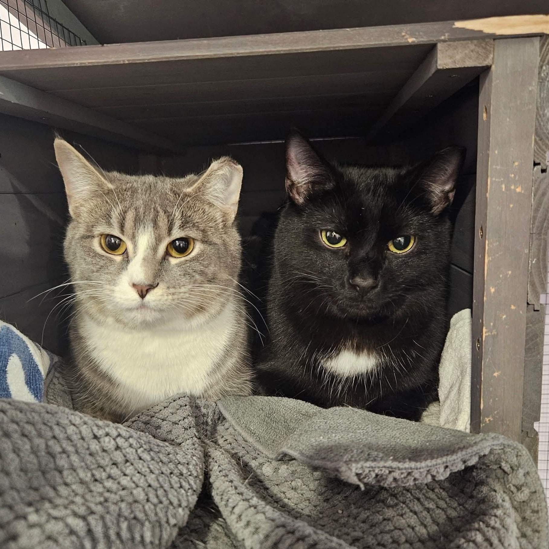 Mays and Dozy, a ADOPTABLE mixed breed in South Park, PA image 1/5