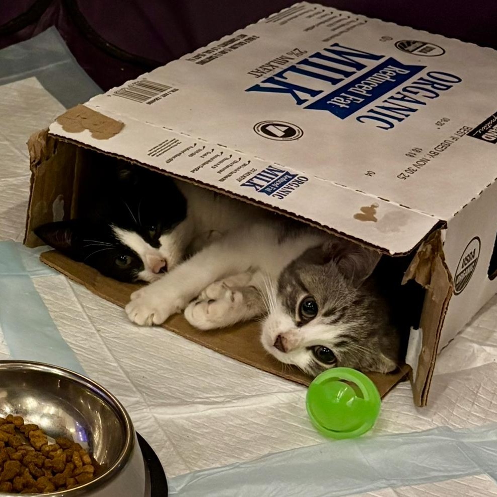 Tricks & Treats (Bonded Pair), ADOPTABLE, Young Male Domestic Short Hair.