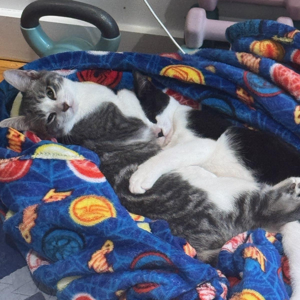 Tricks & Treats (Bonded Pair), a ADOPTABLE Domestic Short Hair in Jersey City, NJ image 2/5