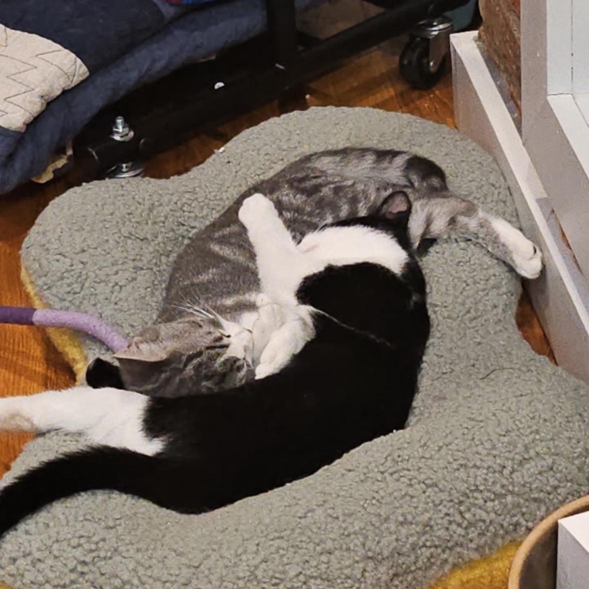 Tricks & Treats (Bonded Pair), a ADOPTABLE Domestic Short Hair in Jersey City, NJ image 3/5