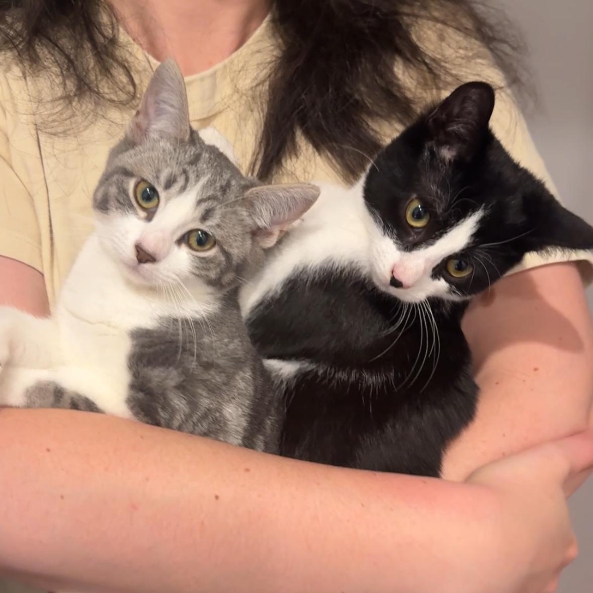 Tricks & Treats (Bonded Pair), a ADOPTABLE Domestic Short Hair in Jersey City, NJ image 4/5