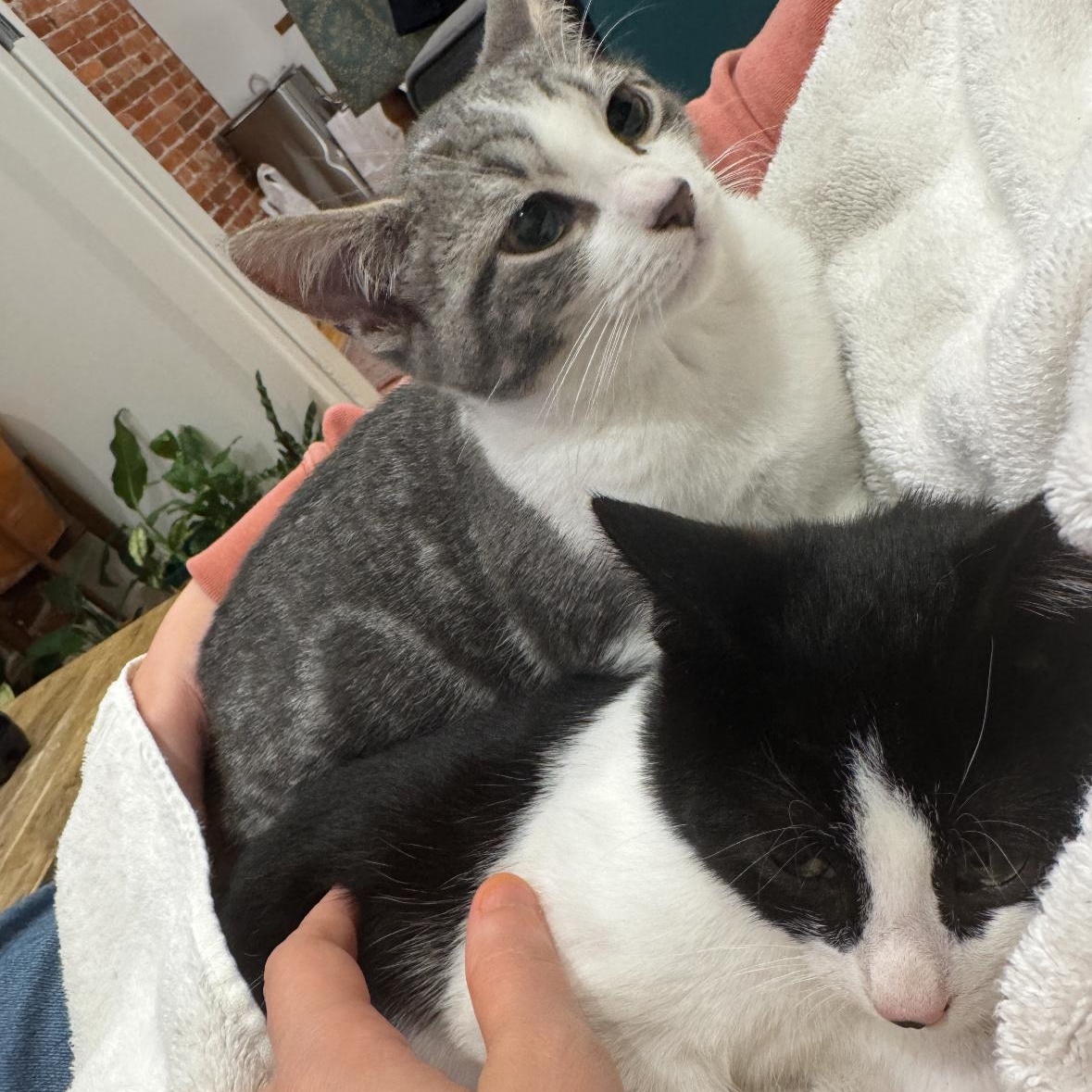 Tricks & Treats (Bonded Pair), a ADOPTABLE Domestic Short Hair in Jersey City, NJ image 5/5