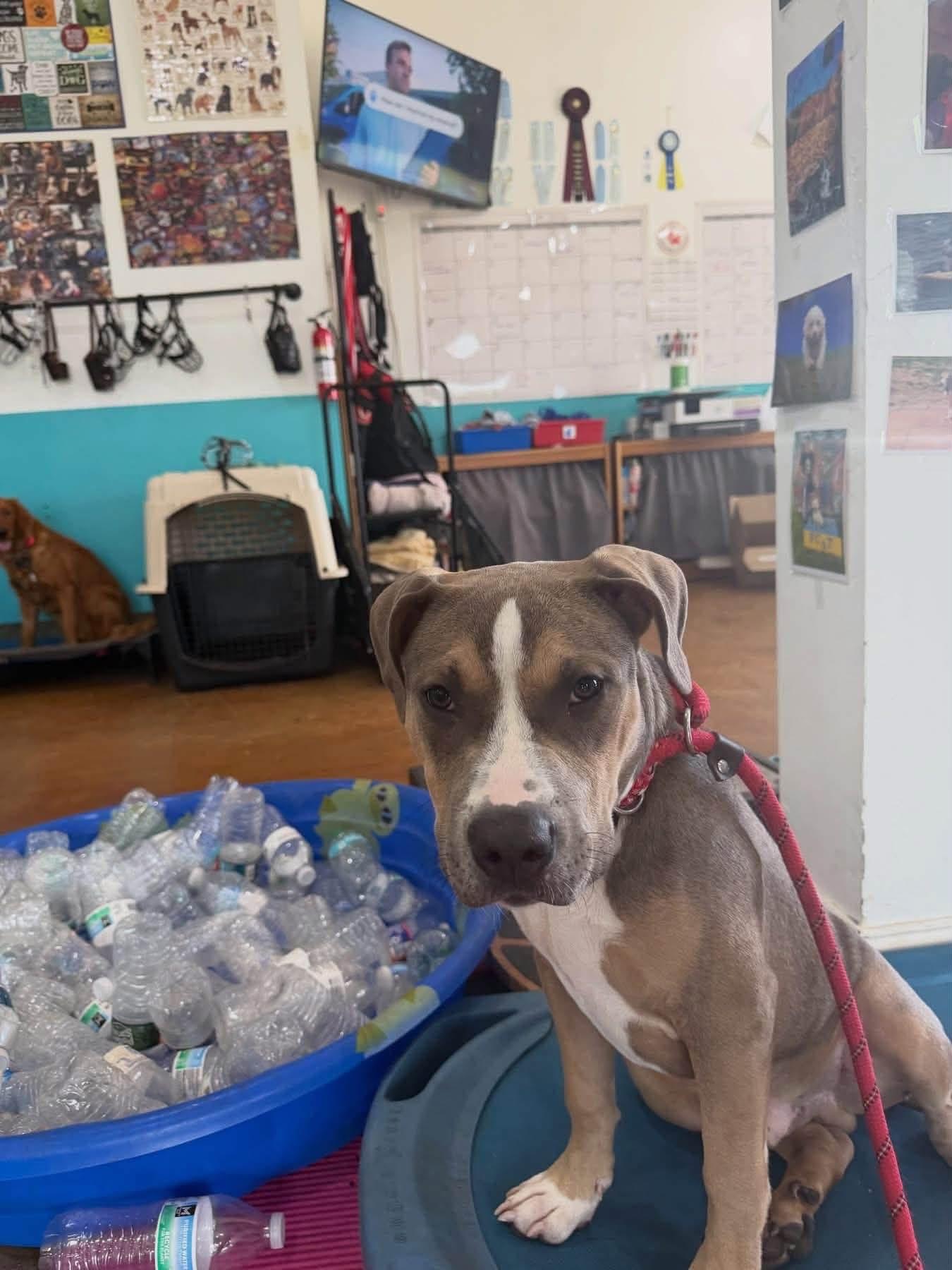 Enlarge Draco, a Adoptable mixed breed in Jackson , NJ image 4/6