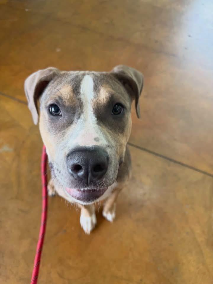 Enlarge Draco, a Adoptable mixed breed in Jackson , NJ image 5/6