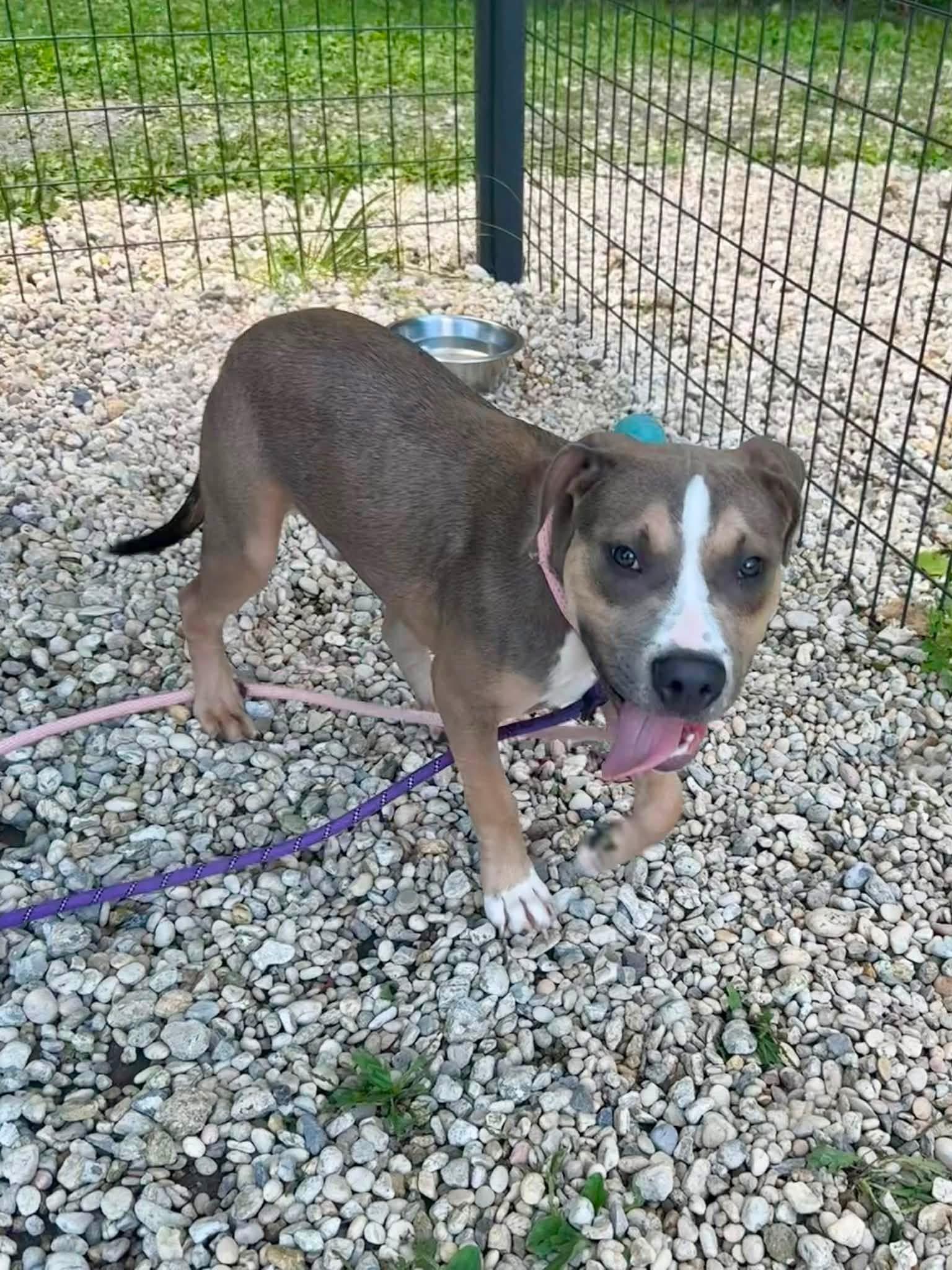 Enlarge Draco, a Adoptable mixed breed in Jackson , NJ image 2/6