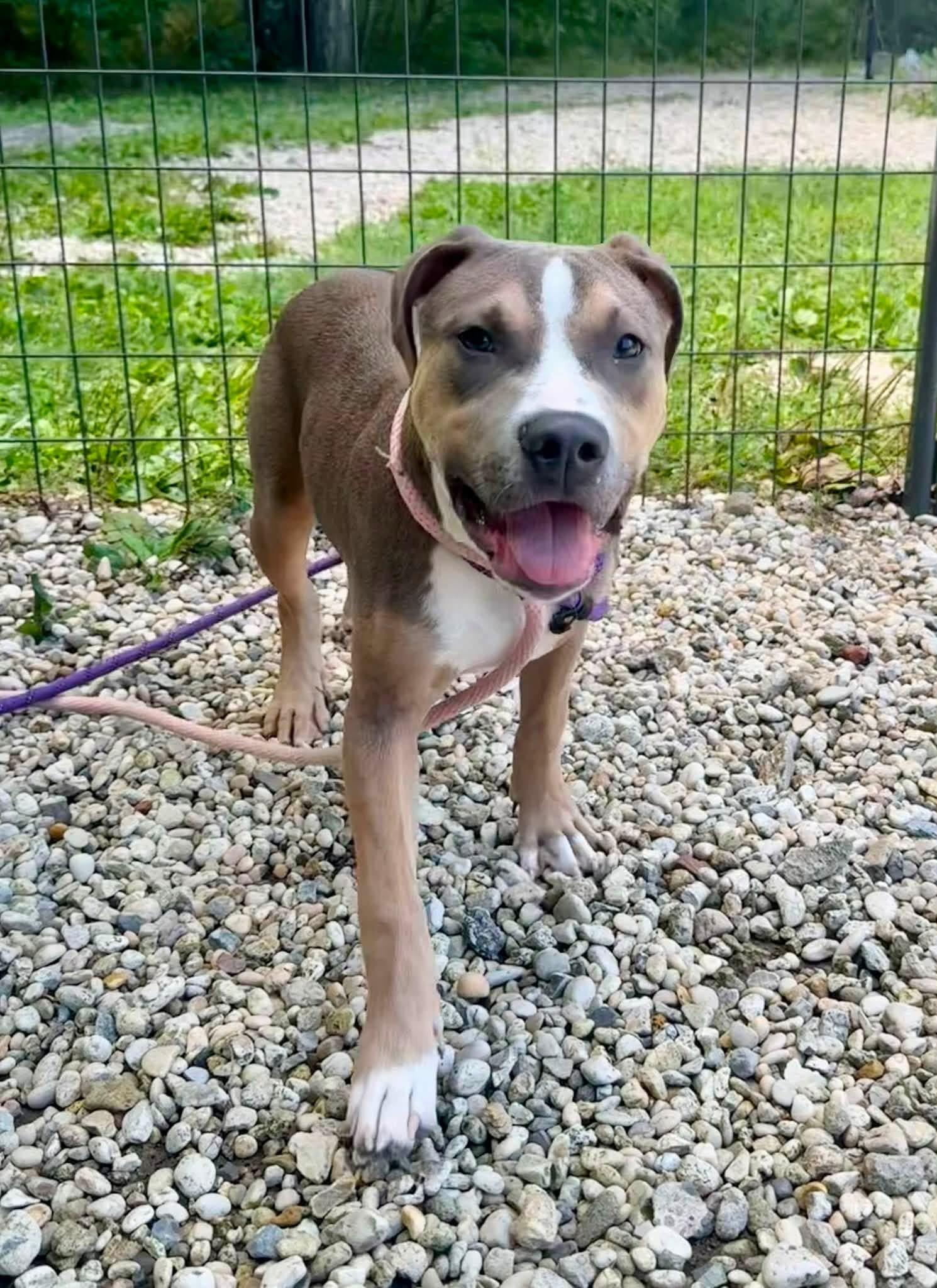 Enlarge Draco, a Adoptable mixed breed in Jackson , NJ image 1/6