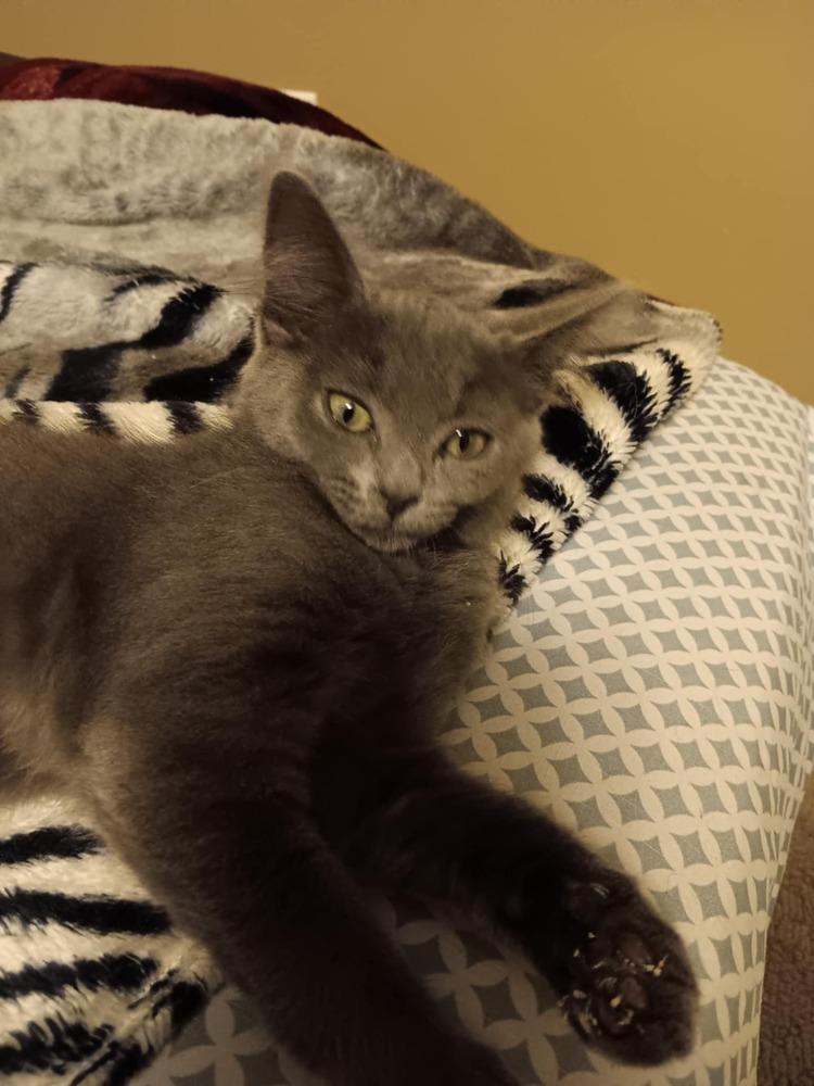 Enlarge Tawny, a Adoptable mixed breed in West Mifflin, PA image 1/2