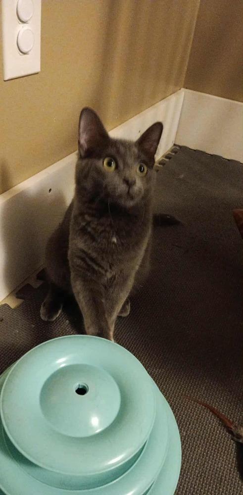 Enlarge Tawny, a Adoptable mixed breed in West Mifflin, PA image 2/2