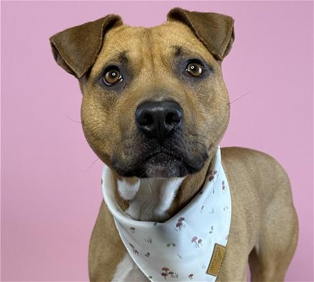 PICO, Adoptable, Young Male Boxer & Mixed Breed.
