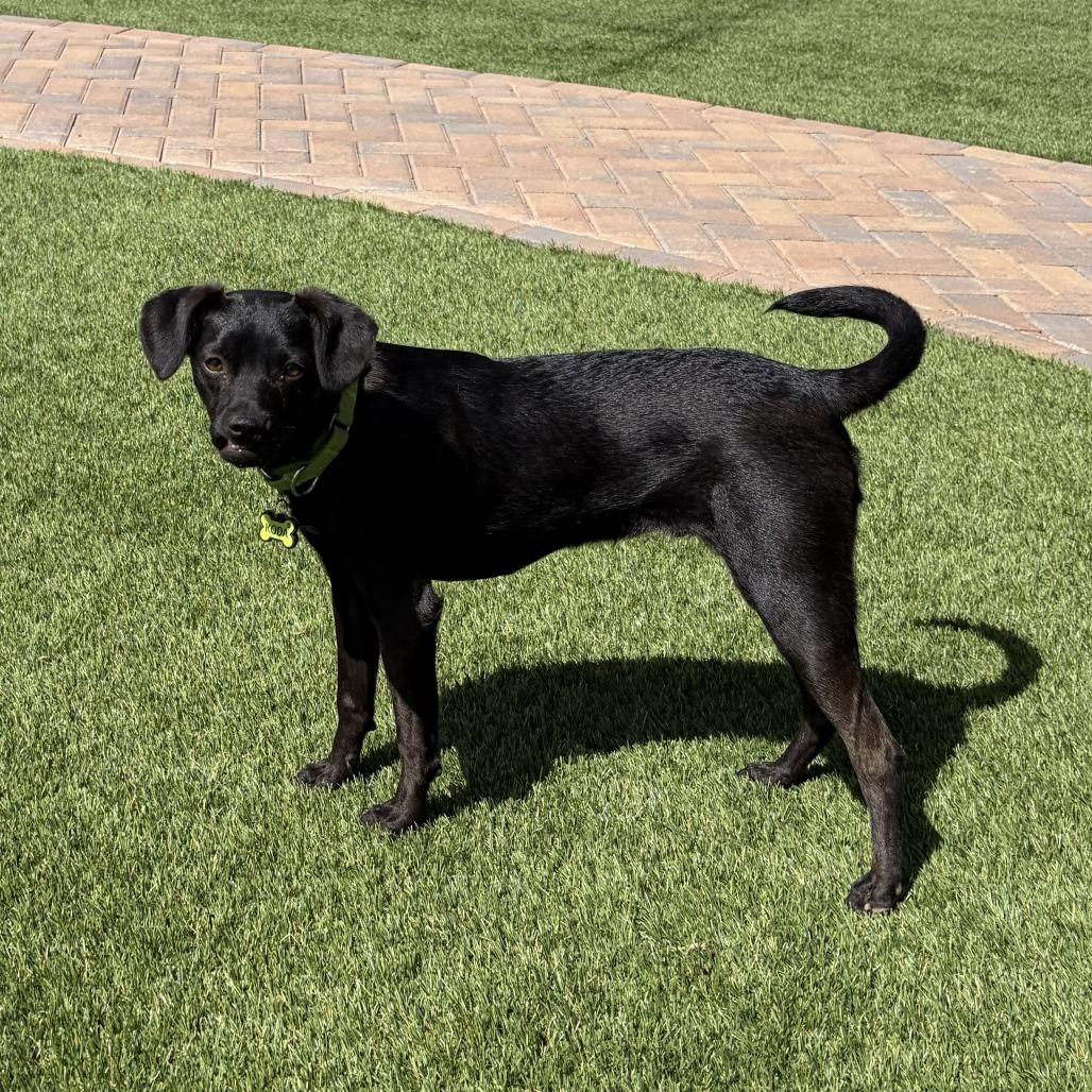 Kody, Adoptable, Young Male Manchester Terrier & Labrador Retriever.