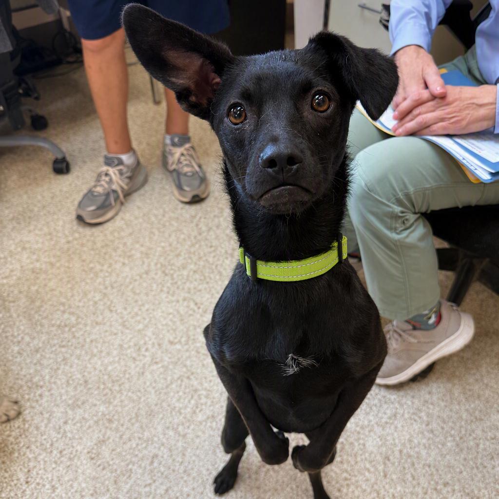 Enlarge Kody, a Adoptable mixed breed in Kanab, UT image 2/3