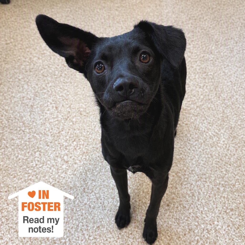 Enlarge Kody, a Adoptable mixed breed in Kanab, UT image 3/3