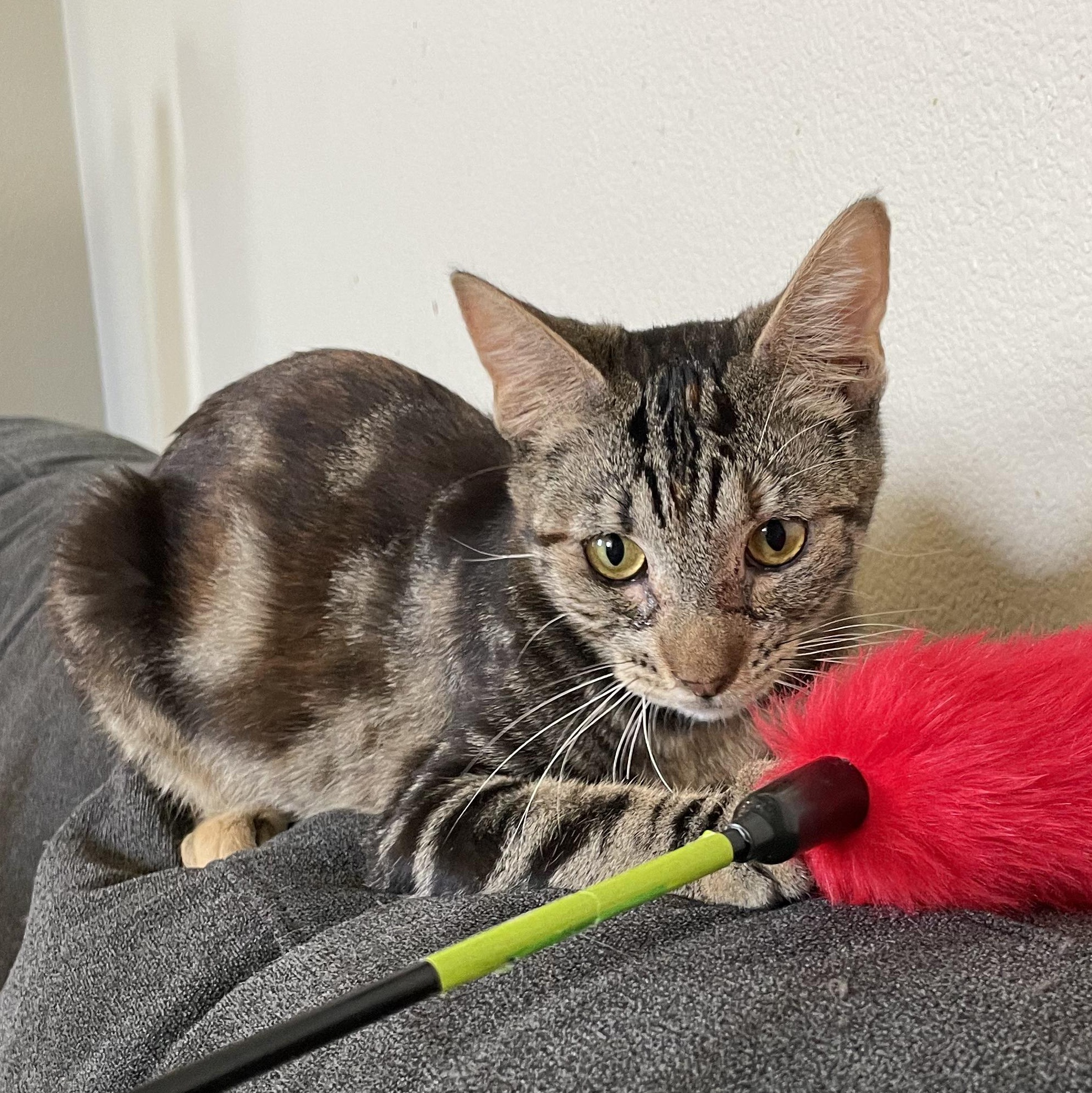 Tiger Lily, a Adoptable Domestic Short Hair in Hillsboro, OR image 3/3