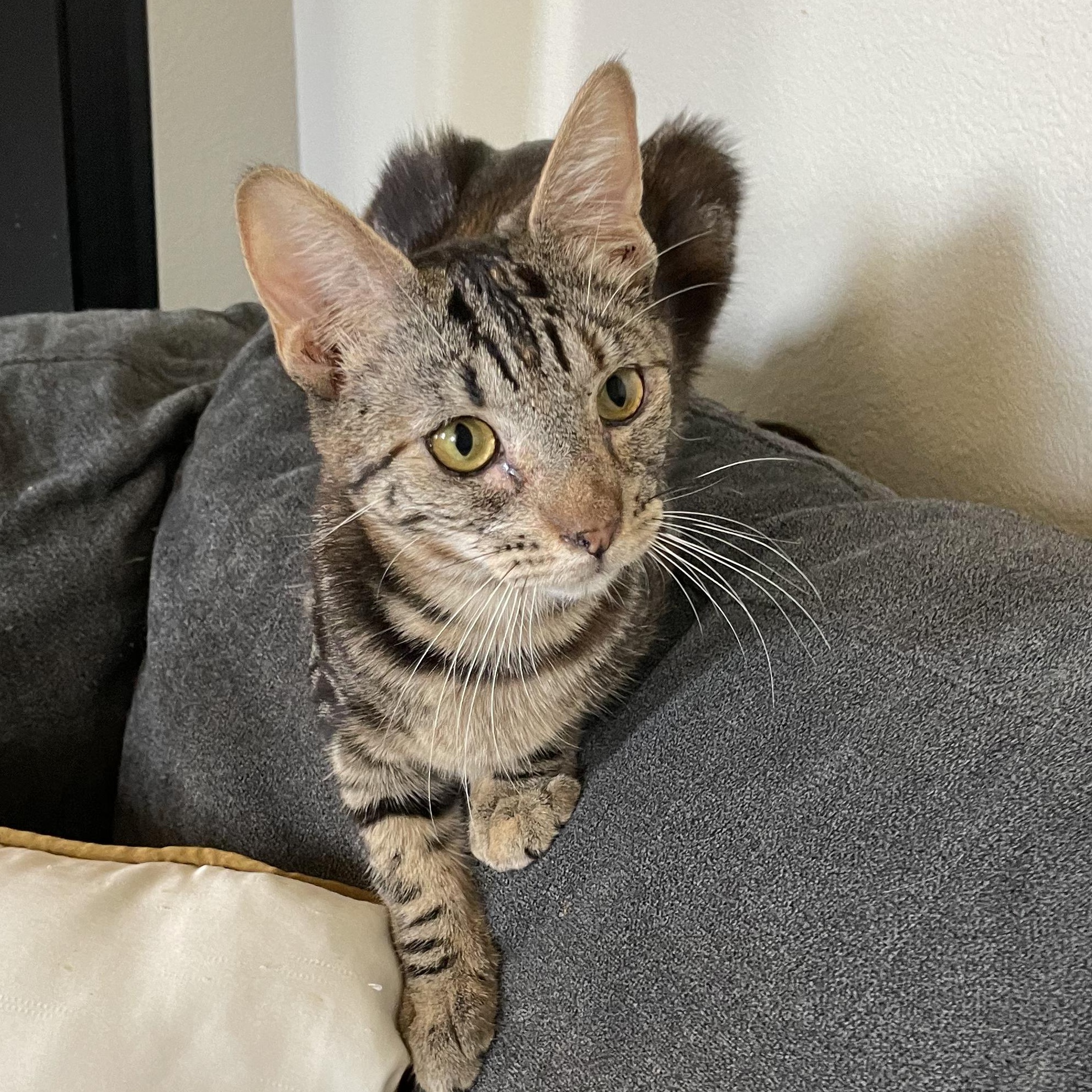 Tiger Lily, a Adoptable Domestic Short Hair in Hillsboro, OR image 2/3