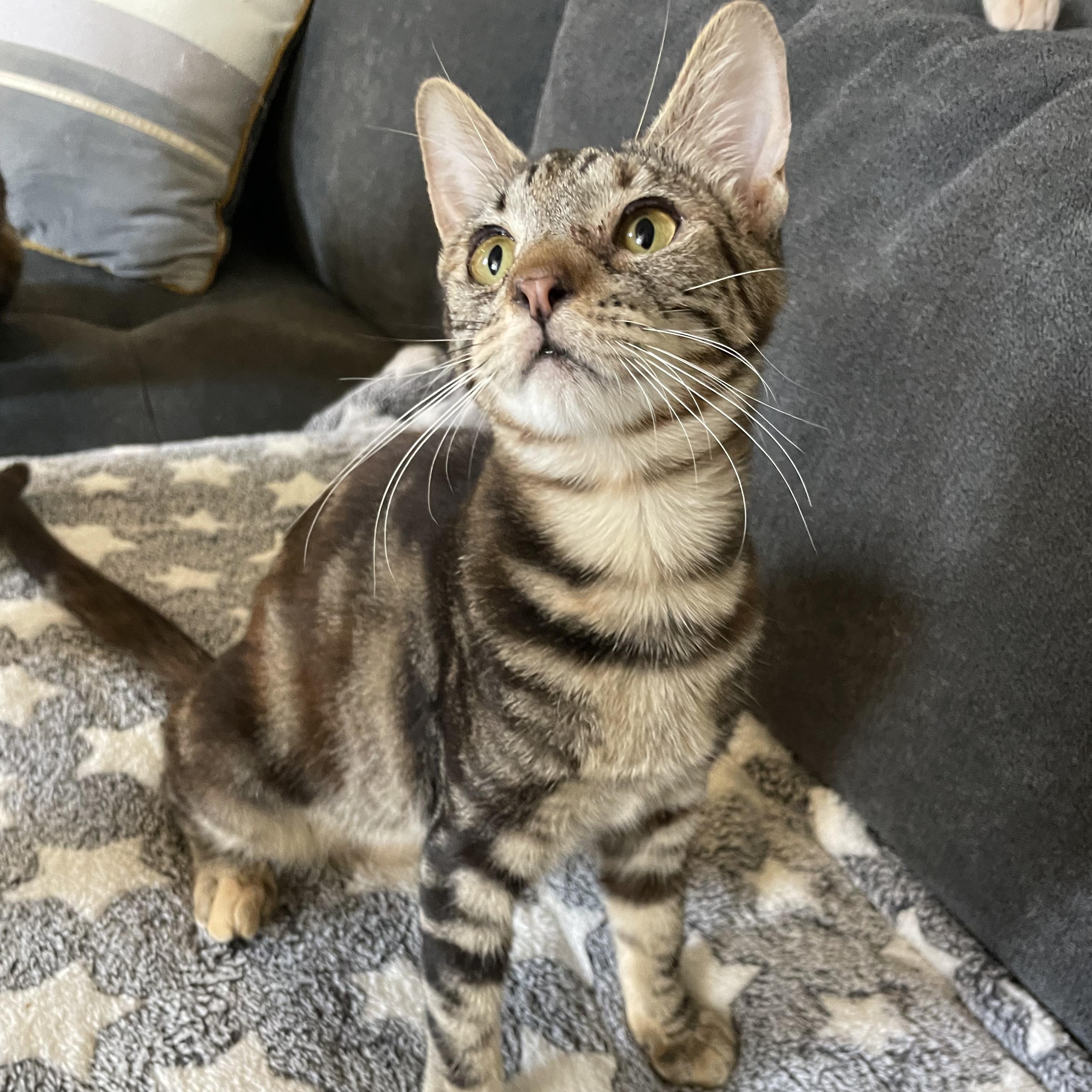 Tiger Lily, Adoptable, Young Female Domestic Short Hair.