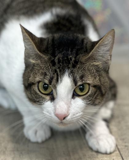 Enlarge Stormy, a Adoptable mixed breed in Shreveport, LA image 1/2
