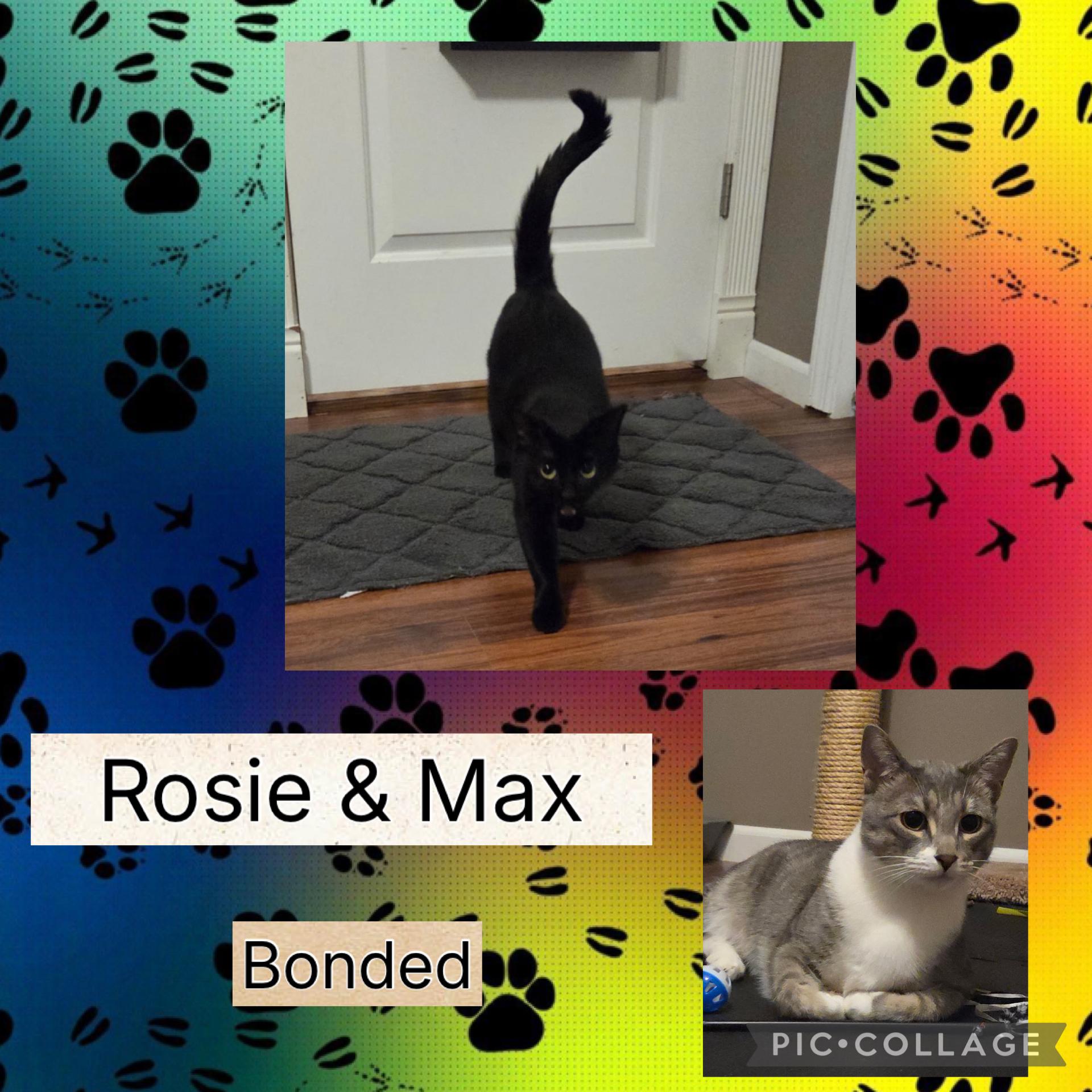 ROSIE & MAX ~ Bonded Siblings , Adoptable, Adult Female Domestic Short Hair.