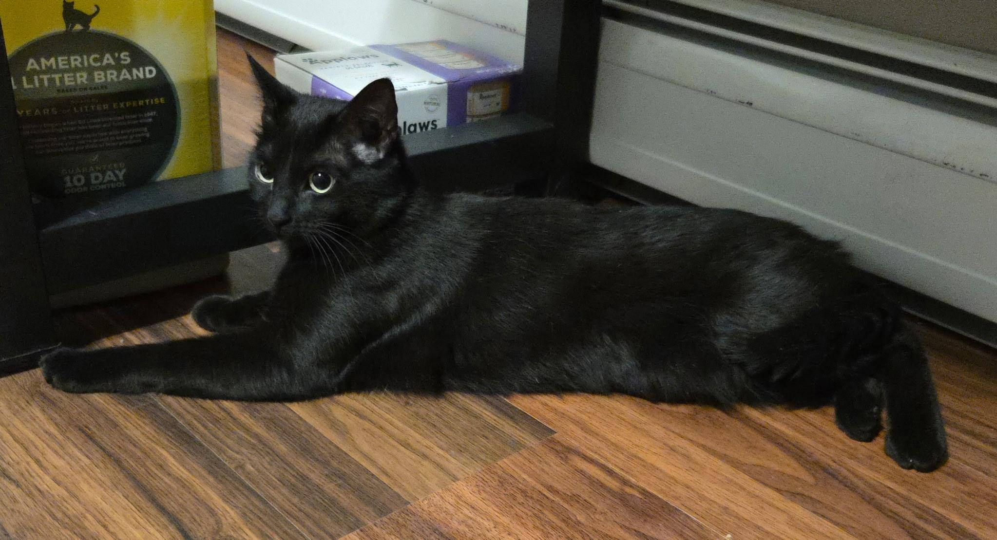 Enlarge ROSIE & MAX ~ Bonded Siblings , a Adoptable Domestic Short Hair in Spotswood, NJ image 2/3