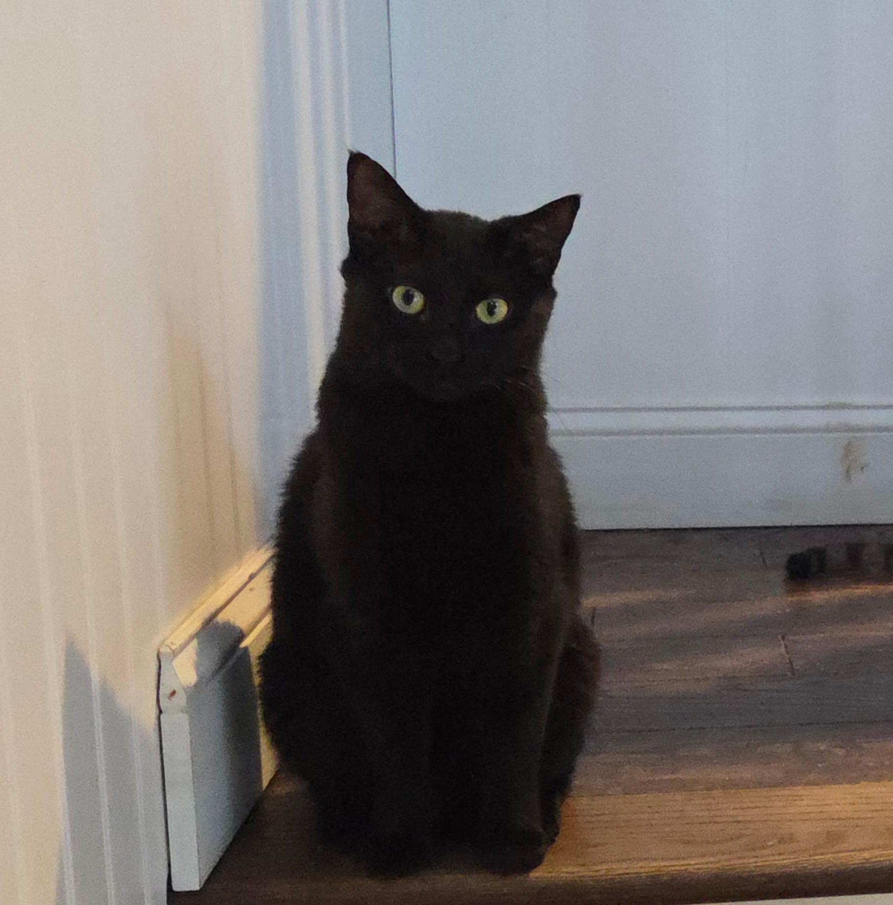 ROSIE & MAX ~ Bonded Siblings , adopted, Adult Female Domestic Short Hair.