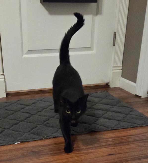 Enlarge ROSIE & MAX ~ Bonded Siblings , a Adoptable Domestic Short Hair in Spotswood, NJ image 3/3