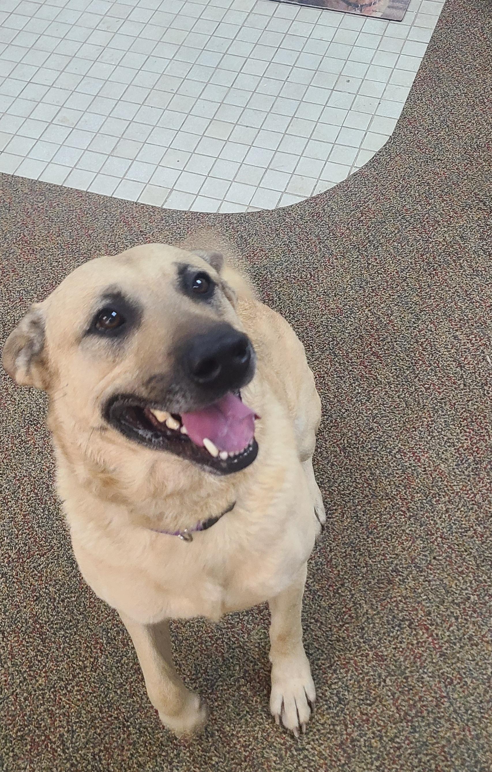 Enlarge Smoke, a Adoptable Anatolian Shepherd image 2/2