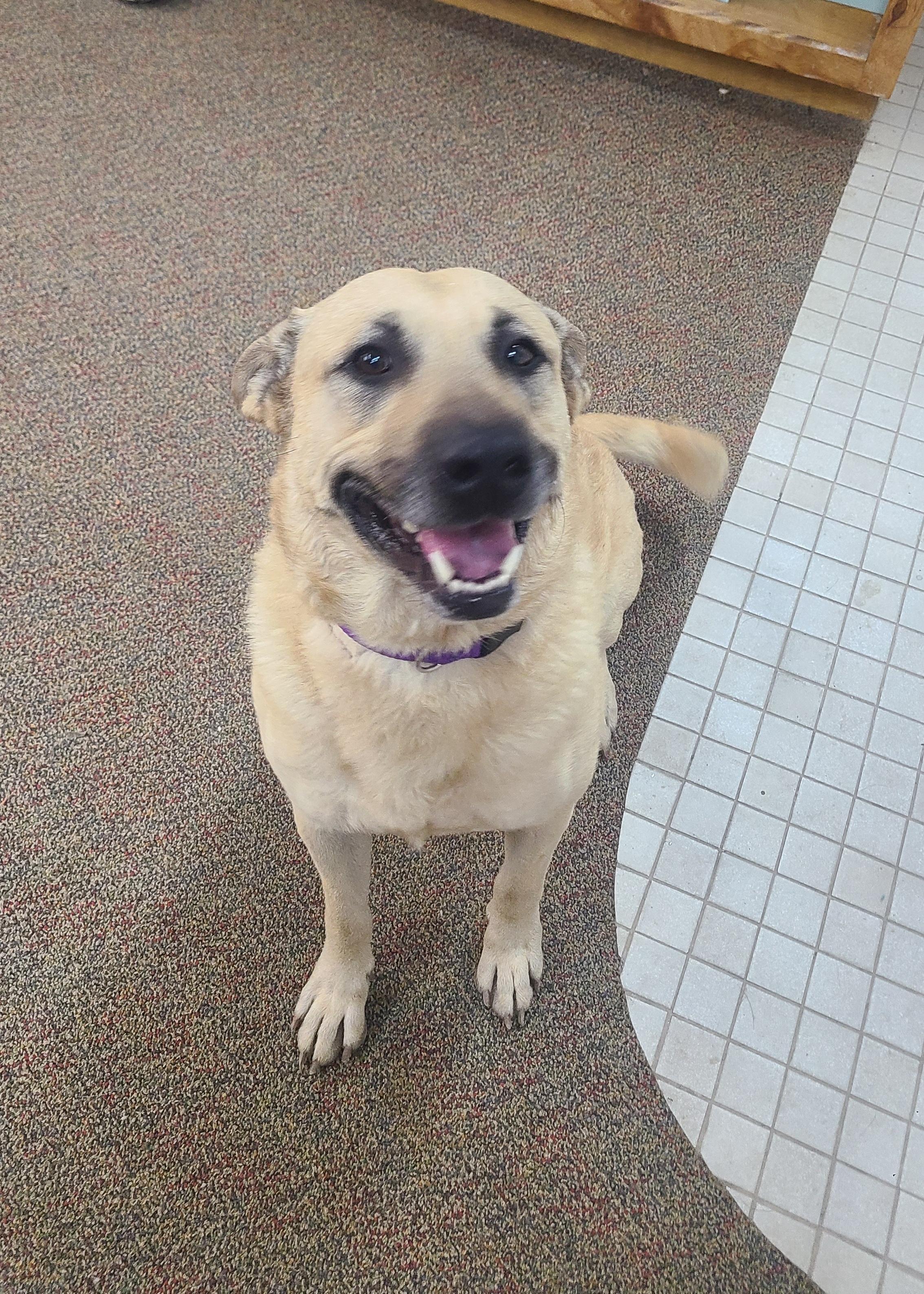 Enlarge Smoke, a Adoptable Anatolian Shepherd image 1/2