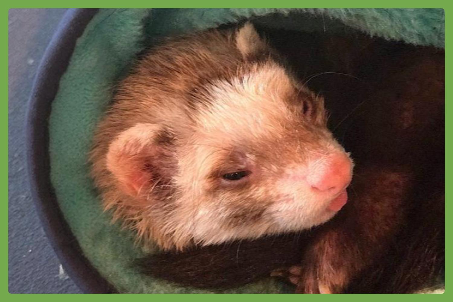 Juno, Young Female Ferret