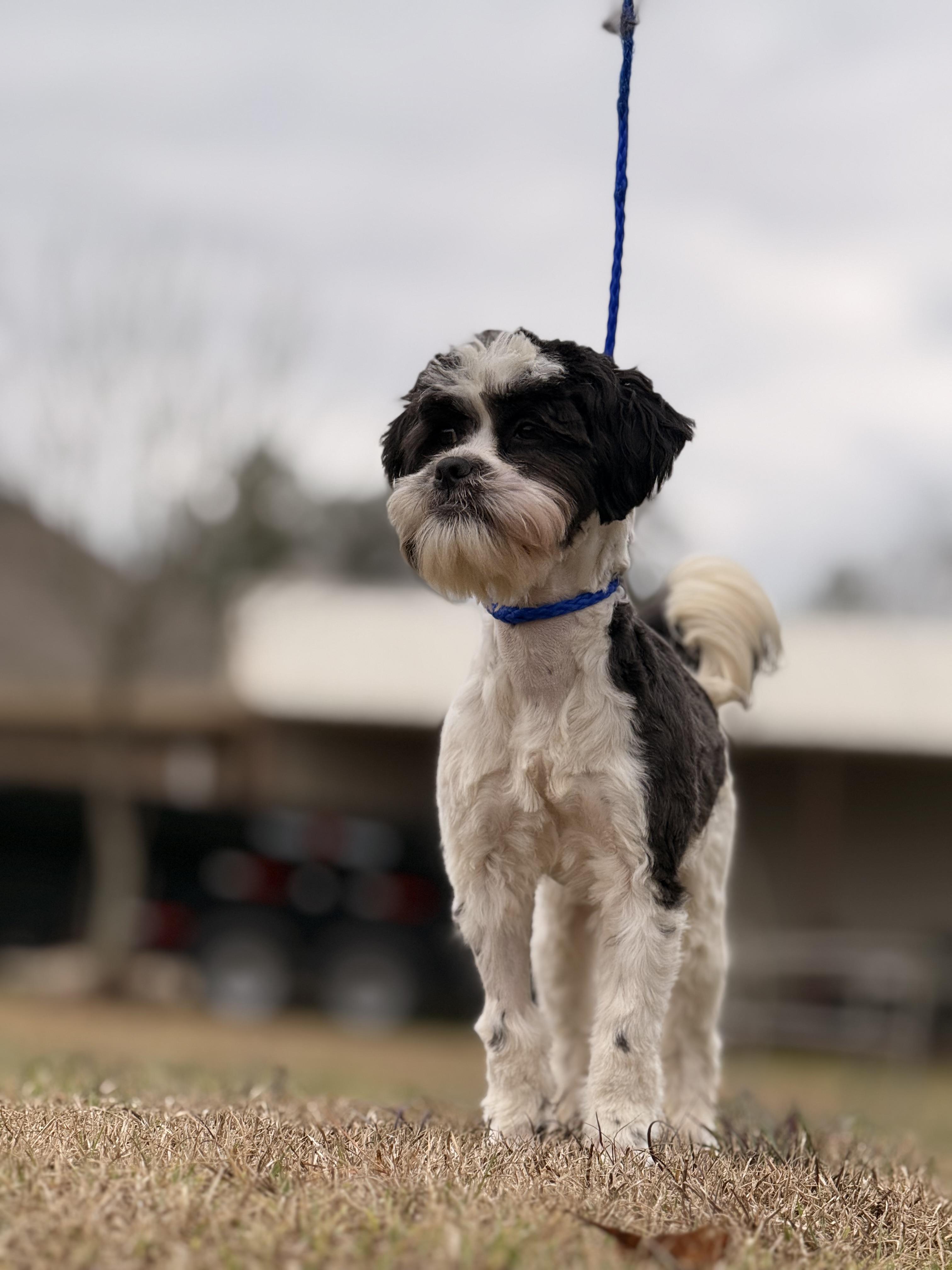 Enlarge Oreo, a Adoptable Shih poo in Texarkana, TX image 1/6
